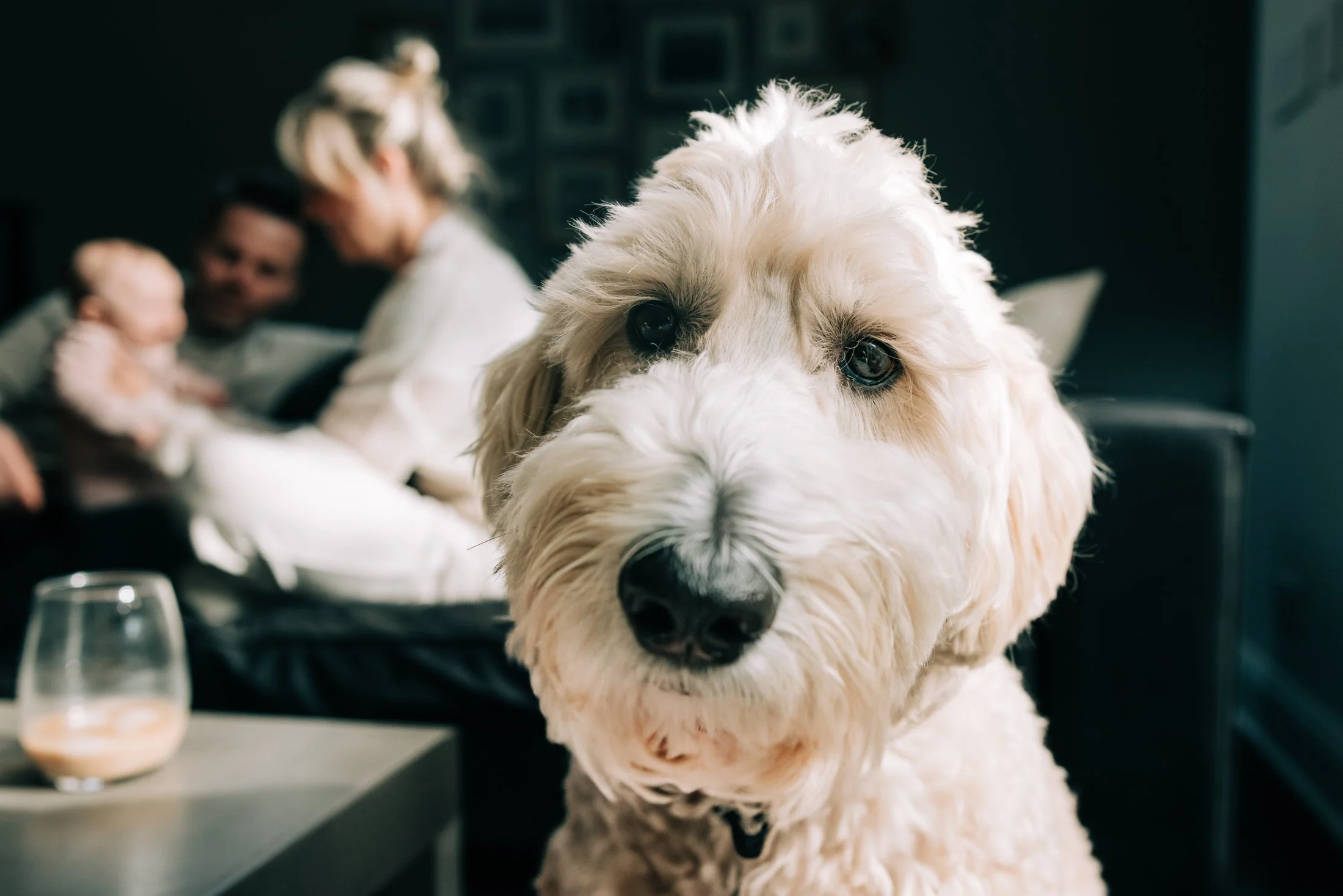 Close-up of a cream-colored, fluffy dog with blue eyes, in focus, while a family with a parent holding a baby is blurred in the background.