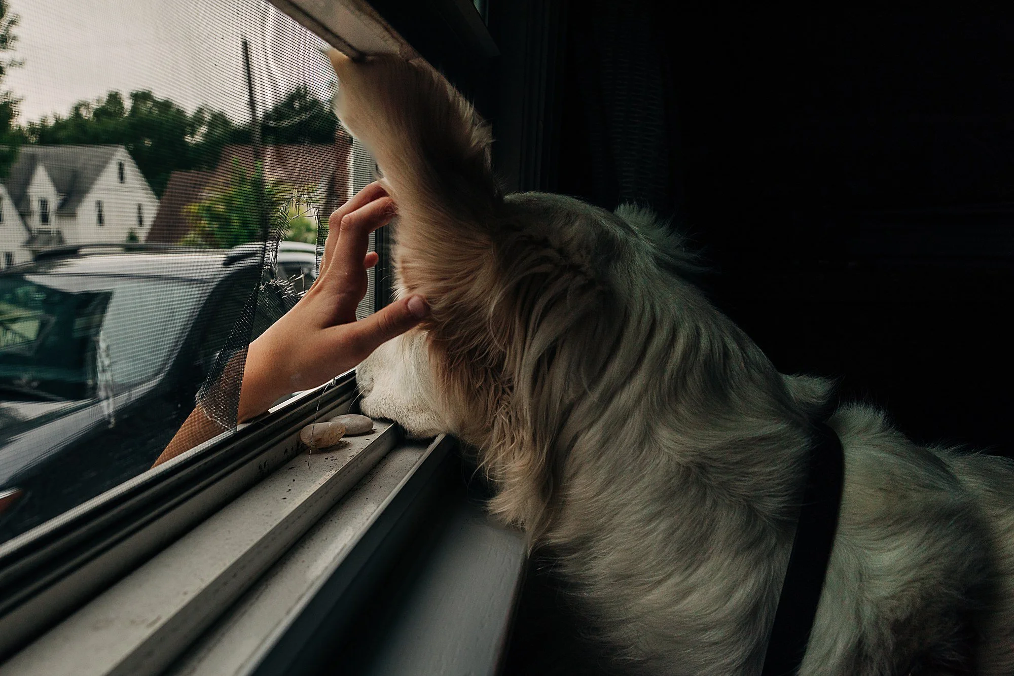 A person petting a dog through a window screen. The dog is sitting inside, looking outside at houses and trees. The scene appears to be on a porch or inside a house.