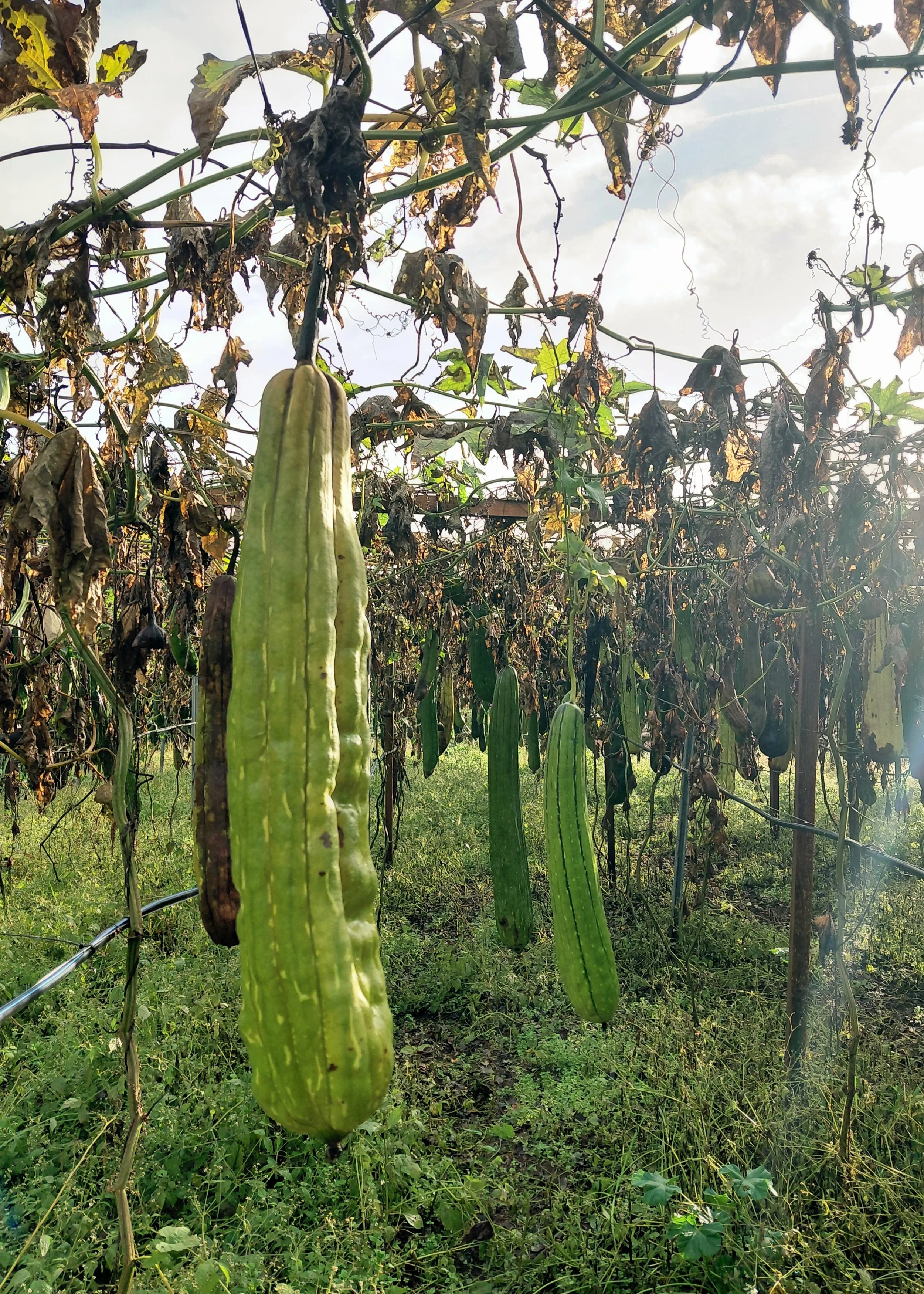 Why Luffa | Discover Sustainable Luffa, The Story of Susemi