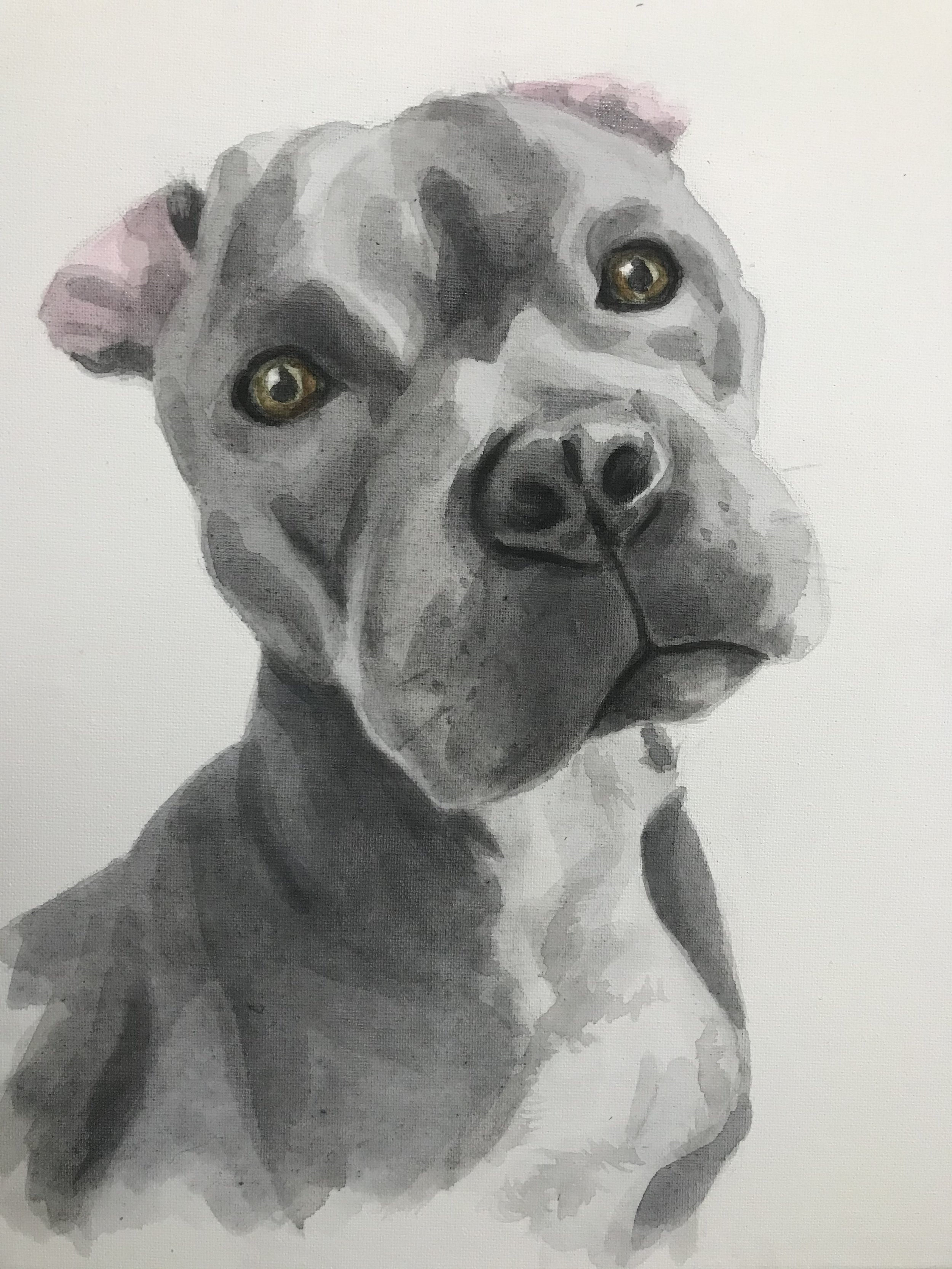 Patricia Machin Portfolio Designer and Art Director Painting of a gray and white pit bull dog with brown eyes, pink ears, and a black nose, on a white background.