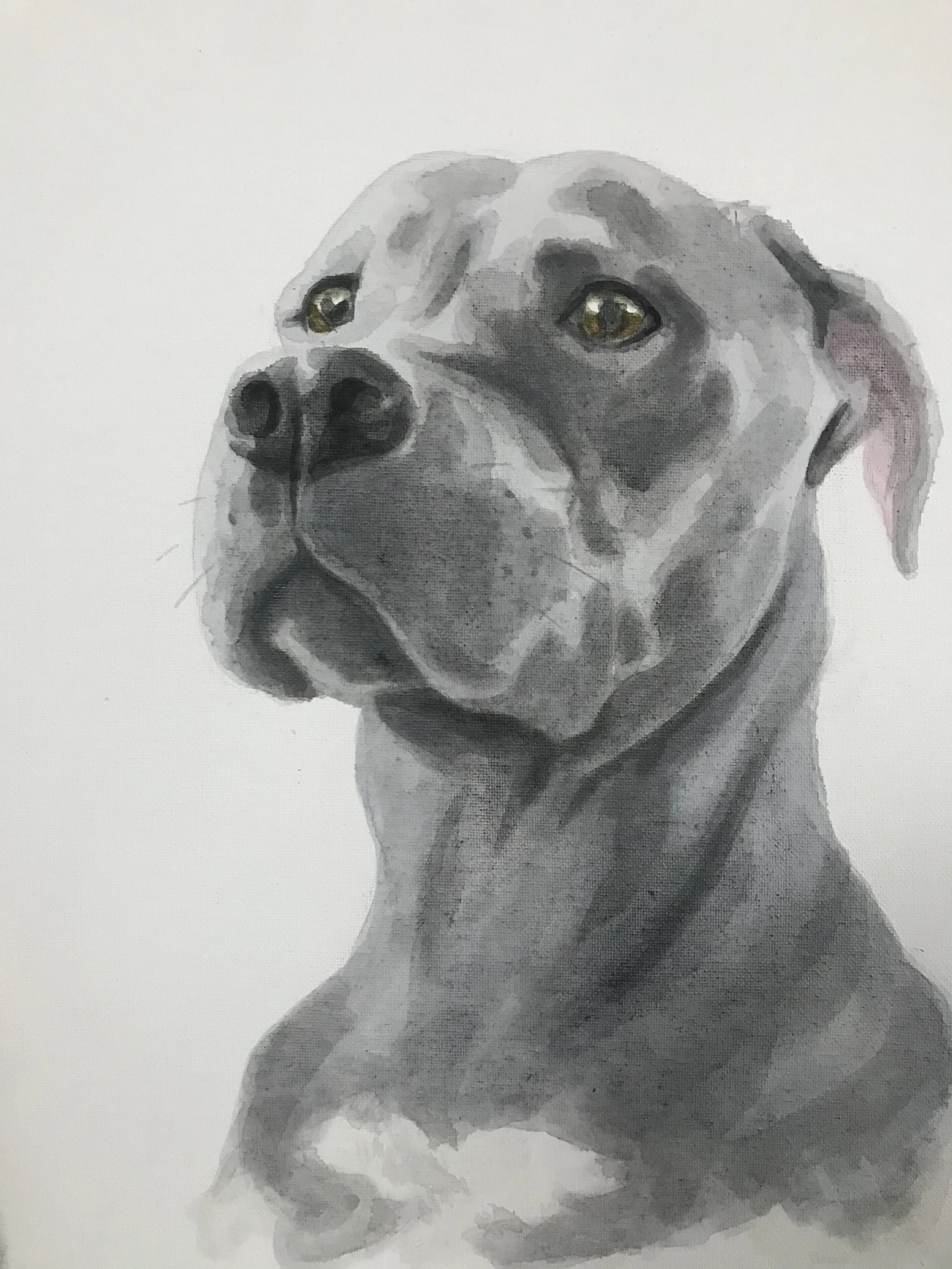 Patricia Machin Portfolio Designer and Art Director Watercolor painting of a gray dog with yellow eyes, looking to the side against a light background.