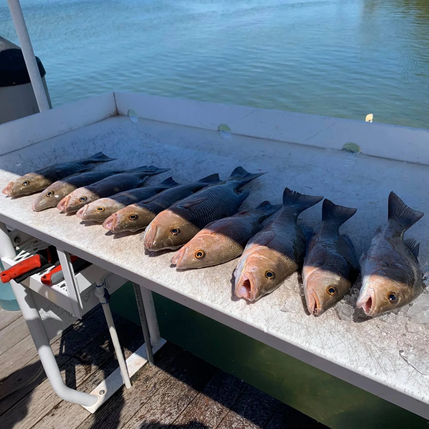 A row of freshly caught fish laid out on a white surface next to a body of water.