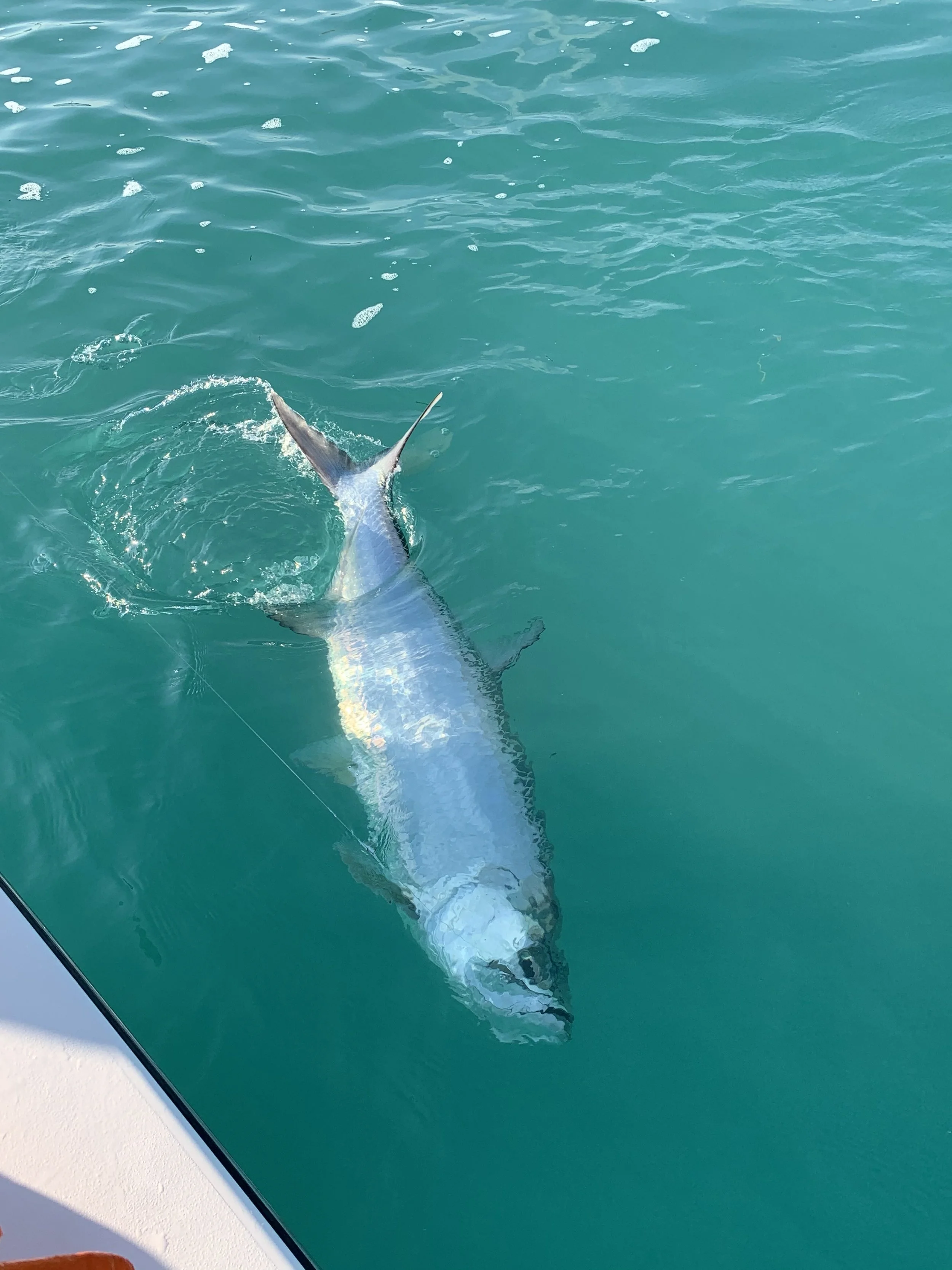 A large fish, possibly a marlin or swordfish, is seen in the water near a boat, with its body partially submerged and its bill sticking out.