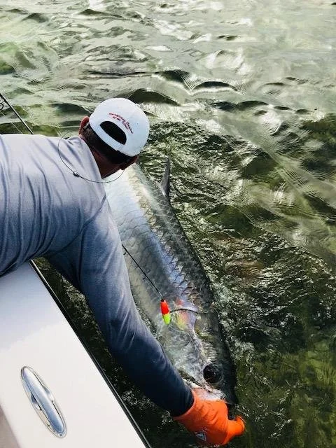 Person wearing a white cap and orange gloves handling a tarpon near a boat in a body of water.