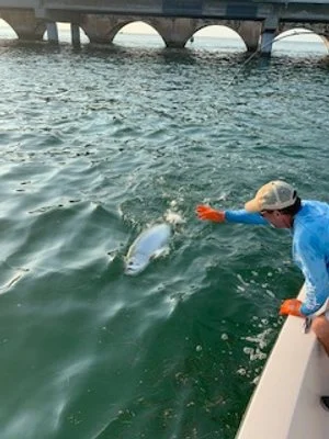 Person in a blue shirt and hat reaching out towards a dolphin in the water near a bridge.