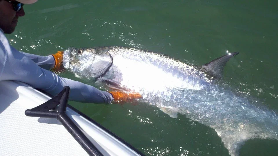 A person in a boat holding a tarpon, which is partially in the water.