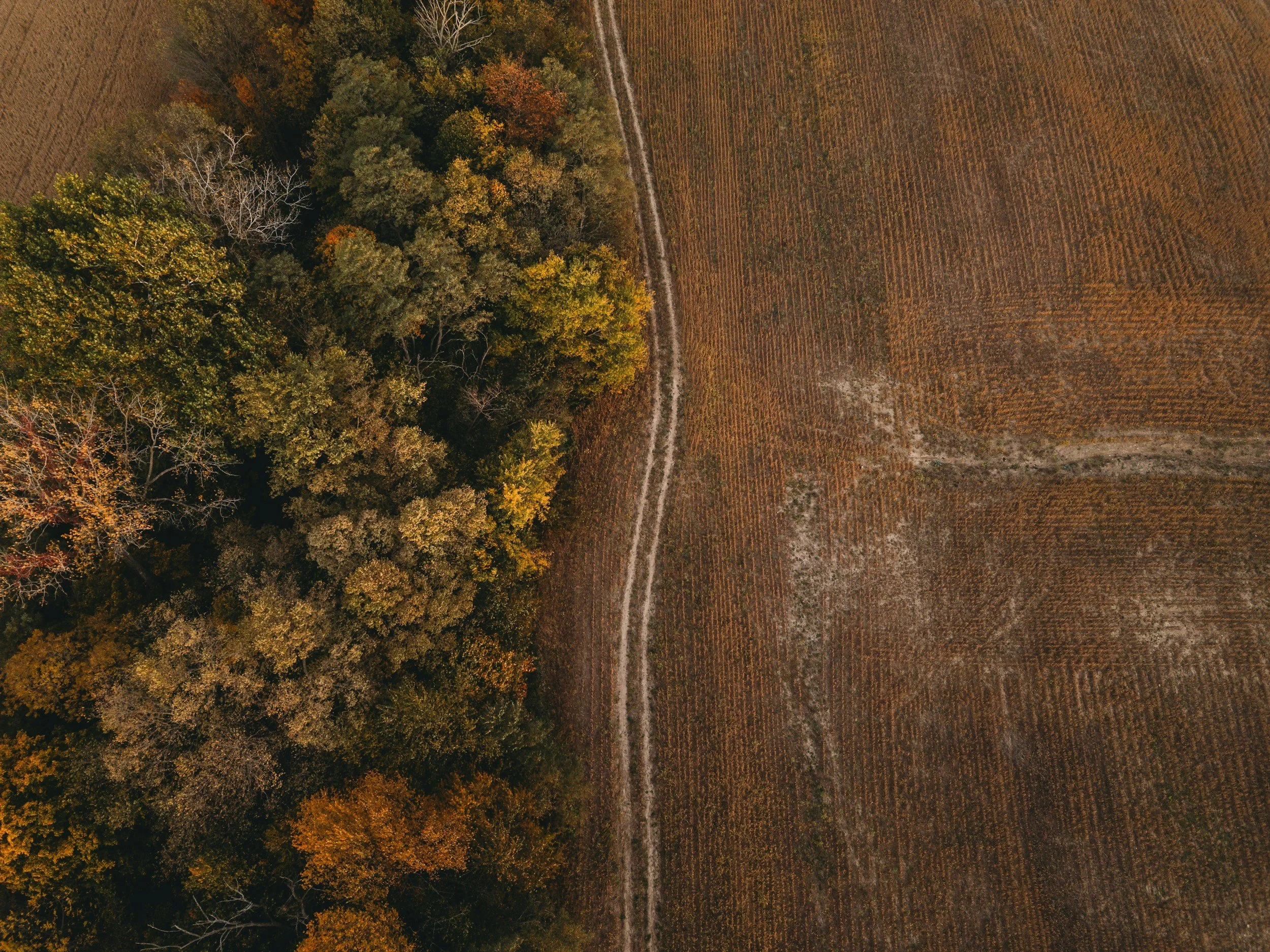 An aerial view of a dirt path running between a dense forest with green and orange autumn leaves and a cultivated field with rows of crops.
