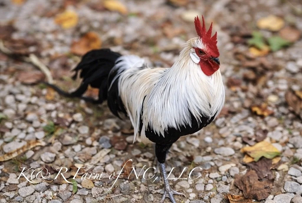 Silver Duckwing Phoenix Rooster