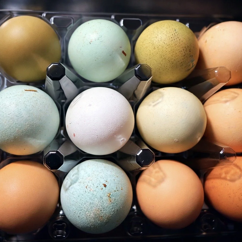 Homeschooling teachers guide tuition