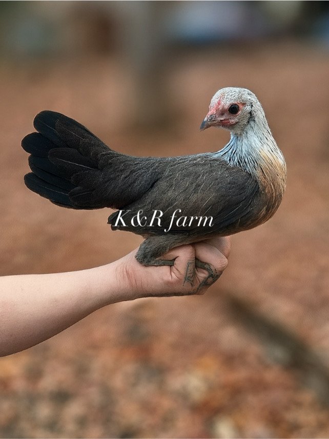 Silver Duckwing Phoenix Hen