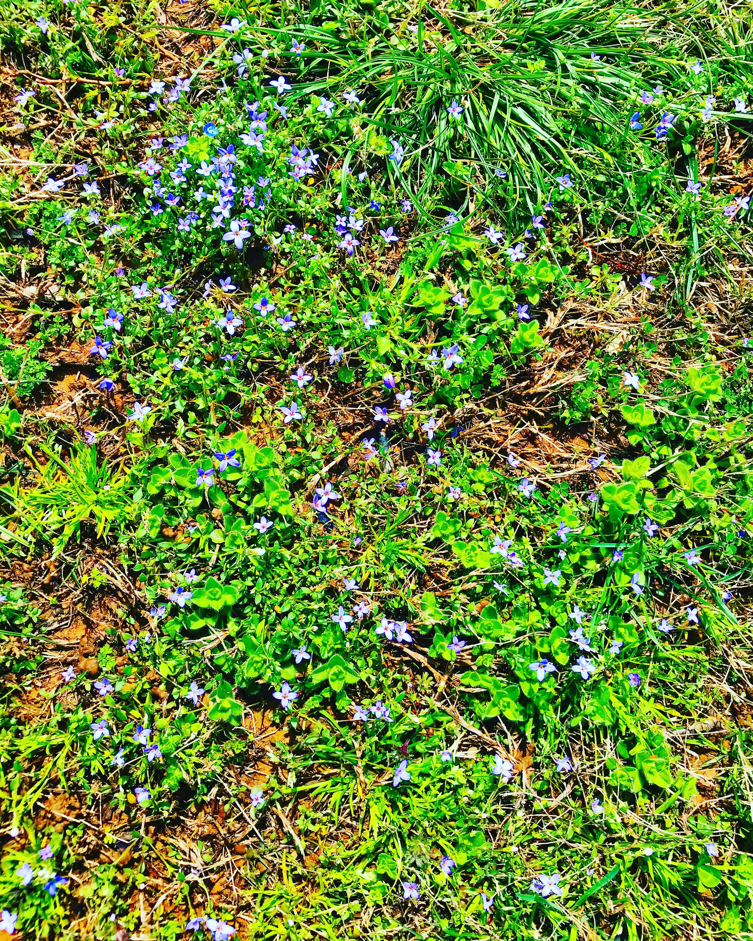 wildflowers