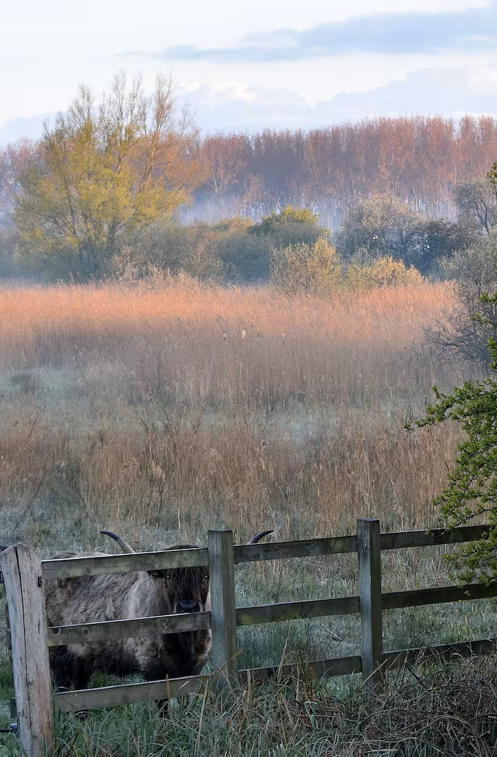 cattle on marshes