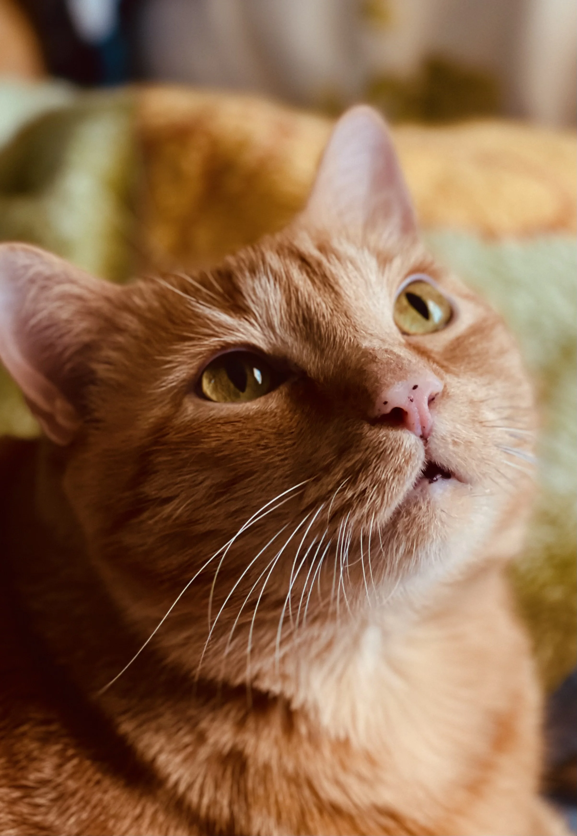 Close-up of an orange tabby cat with yellow eyes, pink nose, and white whiskers resting on a soft blanket.