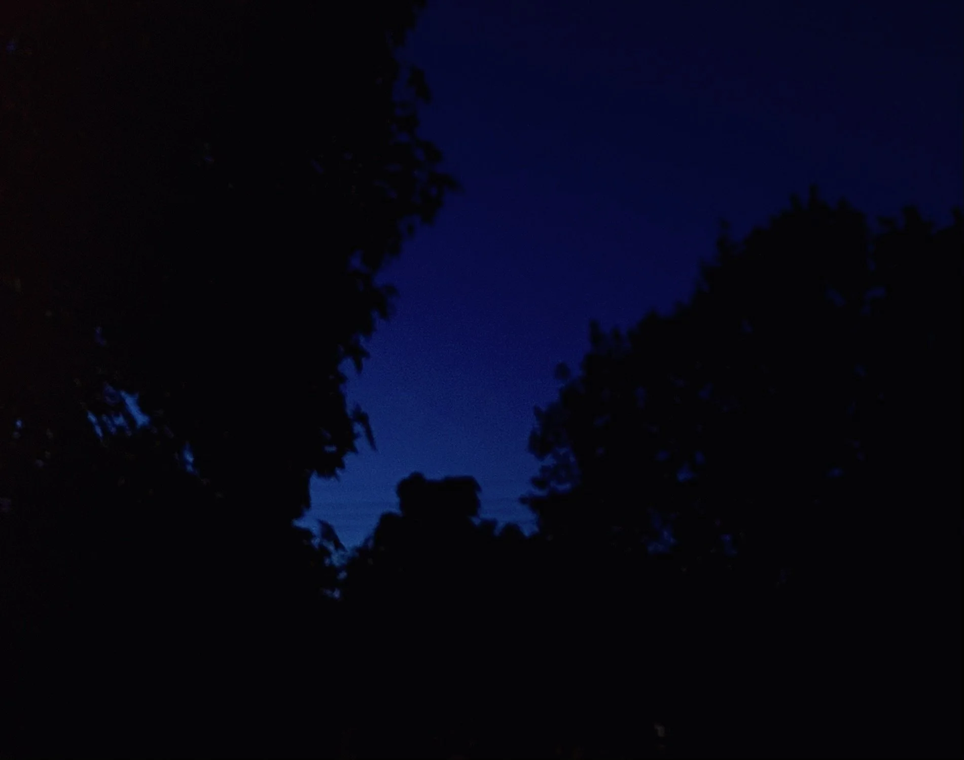 Dark night sky visible through silhouettes of trees.