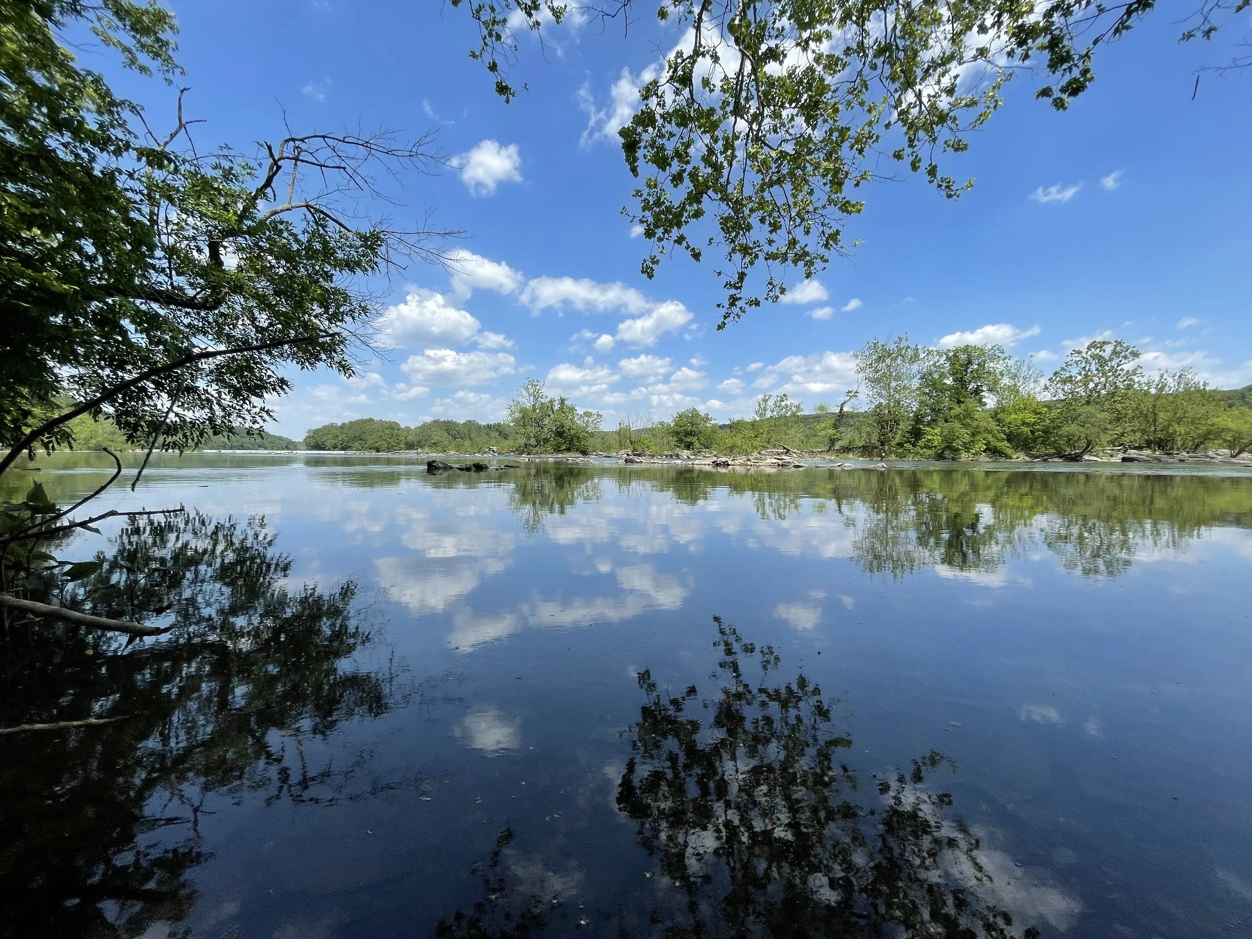 A calm river surrounded by green trees and bushes with a bright blue sky and puffy white clouds, reflecting on the water's surface.
