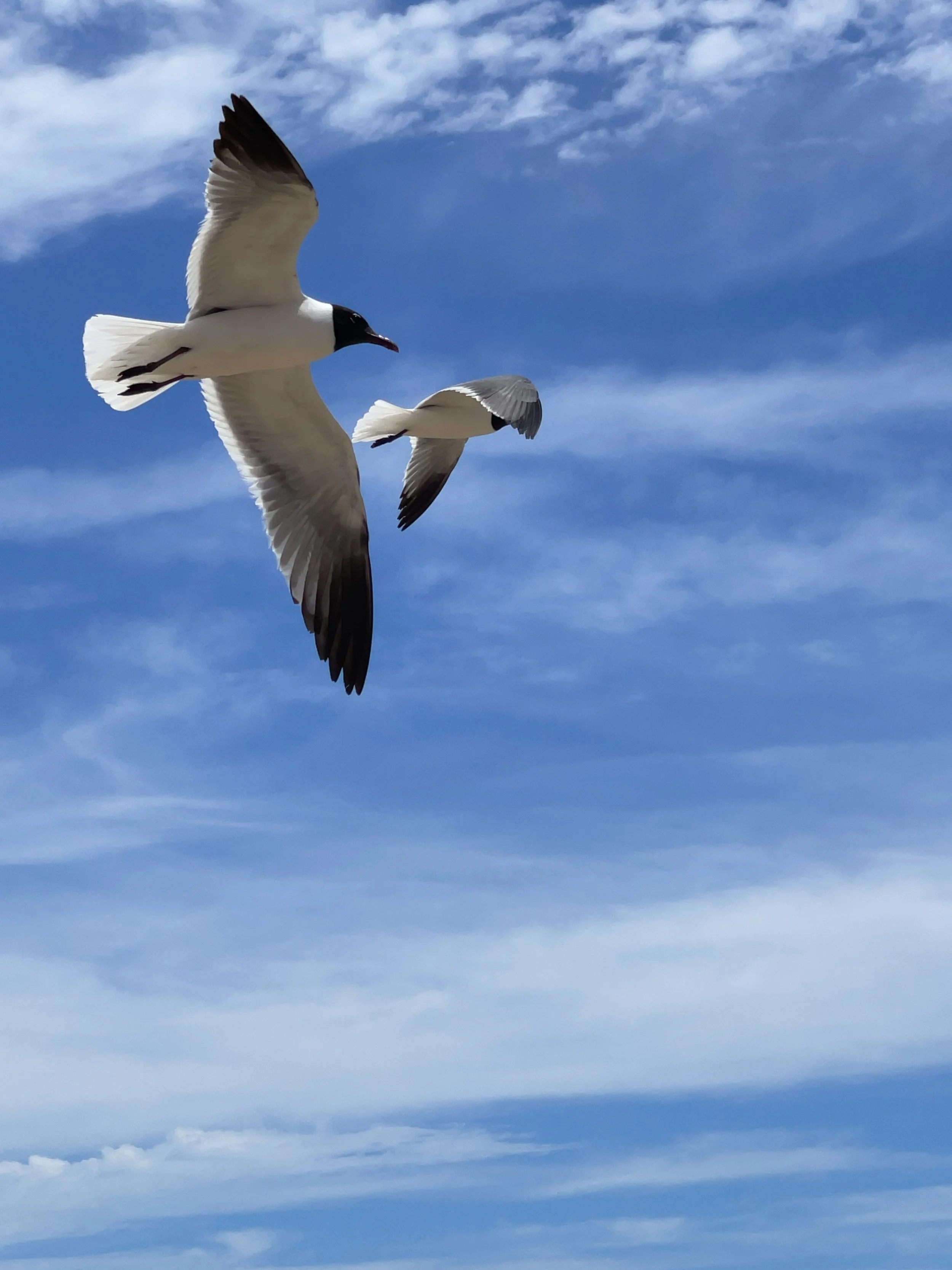 Two seagulls flying in a blue sky with wispy clouds.
