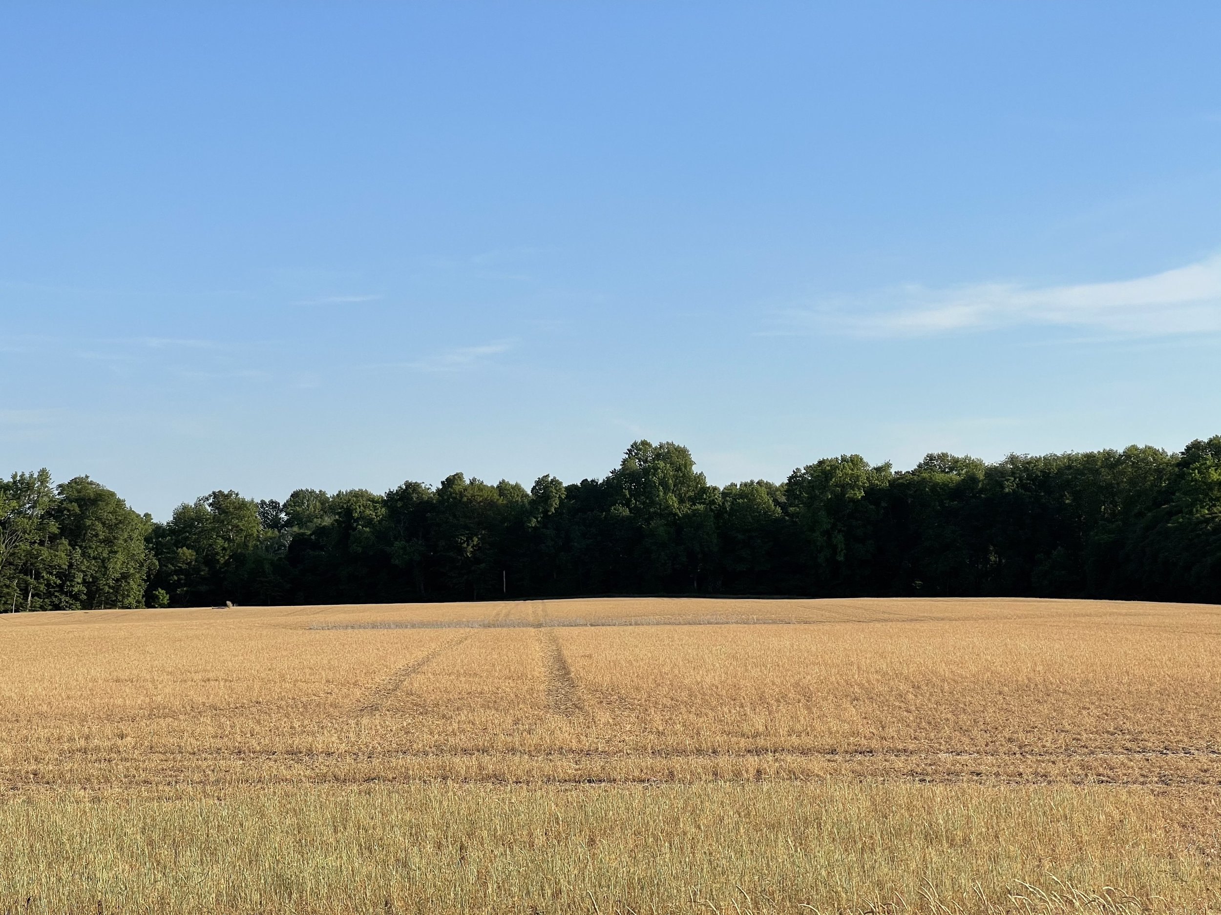 Open field with golden crops and a line of green trees in the background under a bright blue sky.