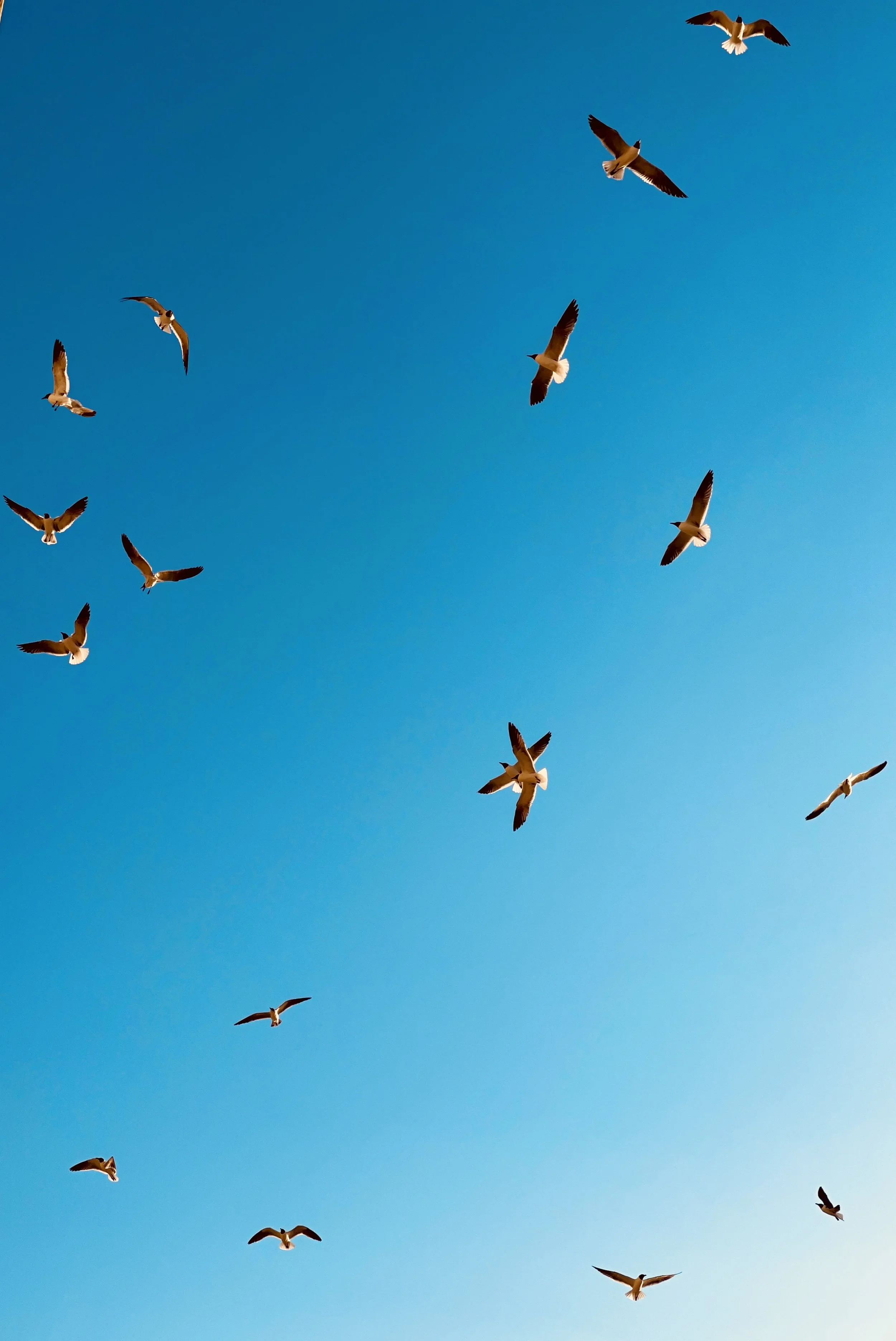 Seagulls flying in a blue sky.
