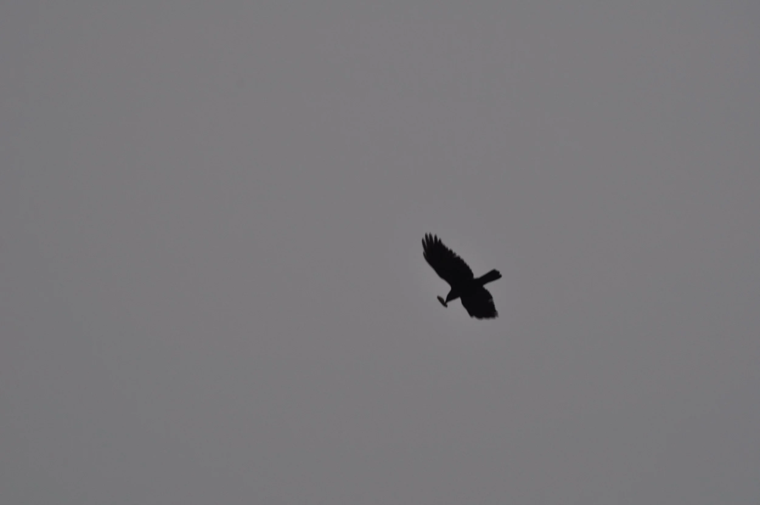 A silhouette of a bird in flight against a gray sky.