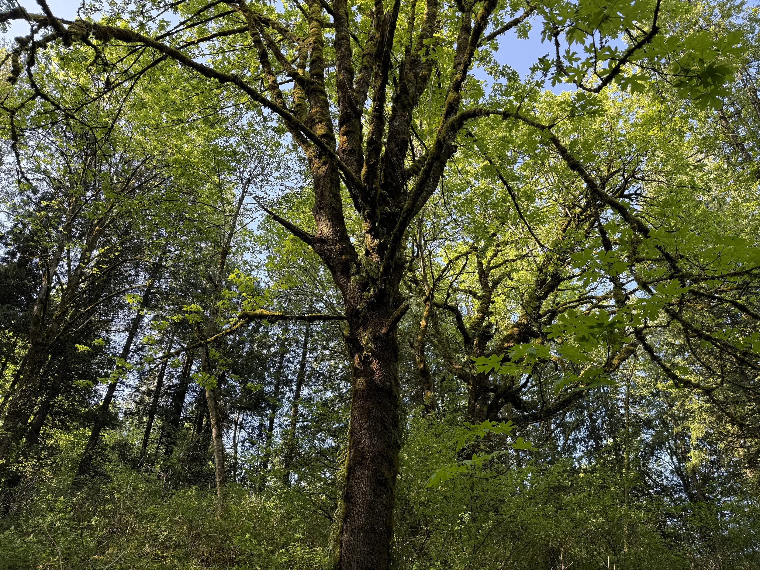 View of a tall tree with moss growing on the trunk, surrounded by lush green foliage and other trees, with blue sky visible through the leaves.