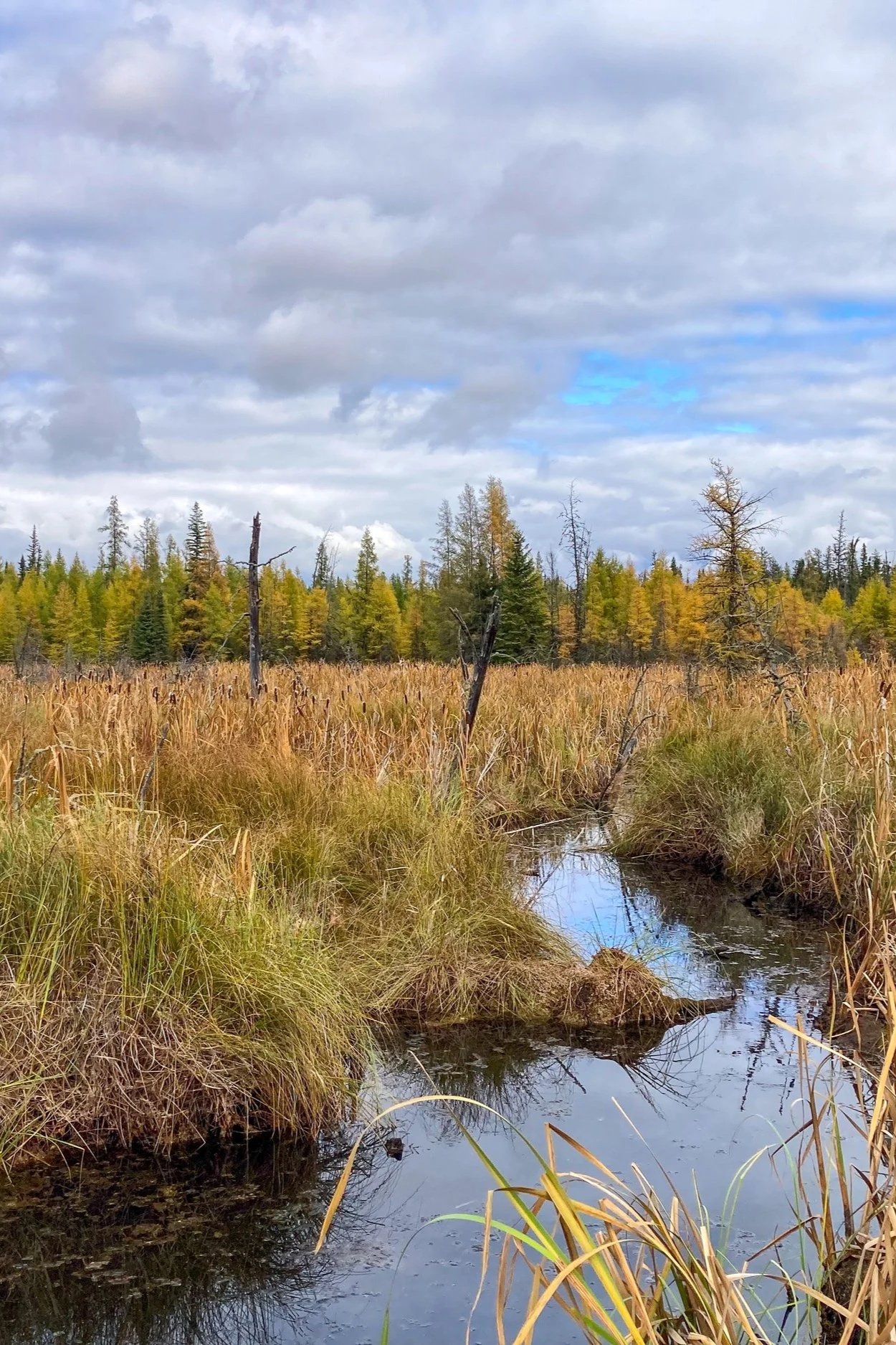 A marshland scene with tall grasses, a small winding stream, and trees in the distance under a partly cloudy sky.