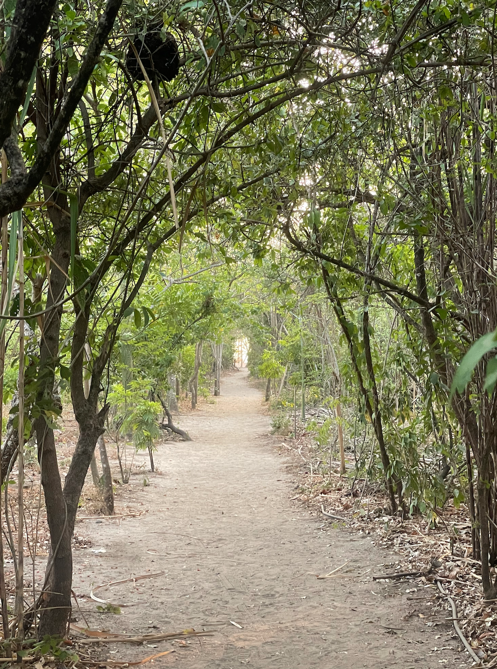 A dirt path running through a lush, green forest with trees and shrubs on either side, with sunlight filtering through the foliage.