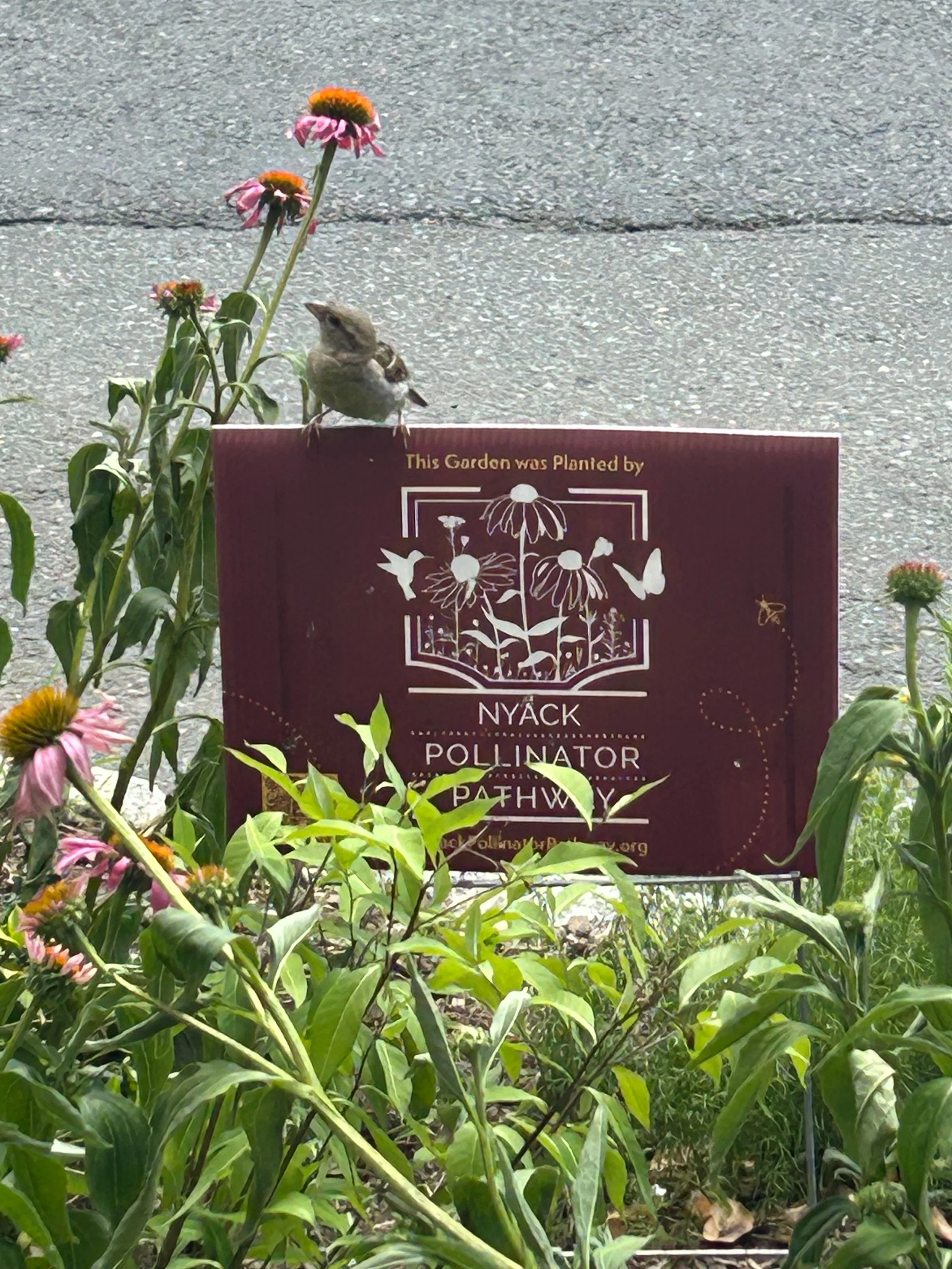 A small bird perched on a garden sign surrounded by green foliage and pink flowers, with pavement in the background.