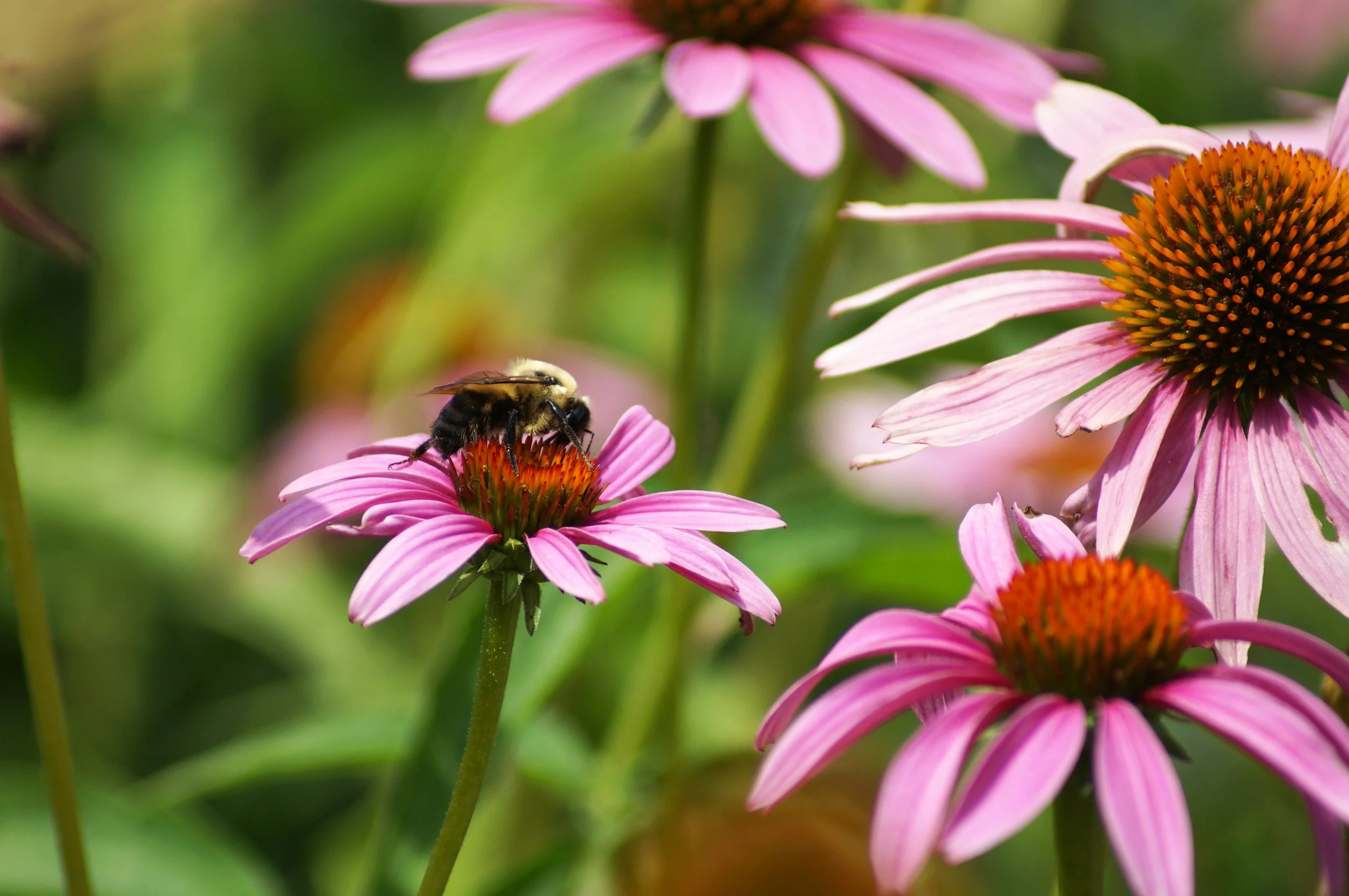 Close-up of a bee collecting nectar from pink coneflower flowers with orange centers, in a green garden setting.