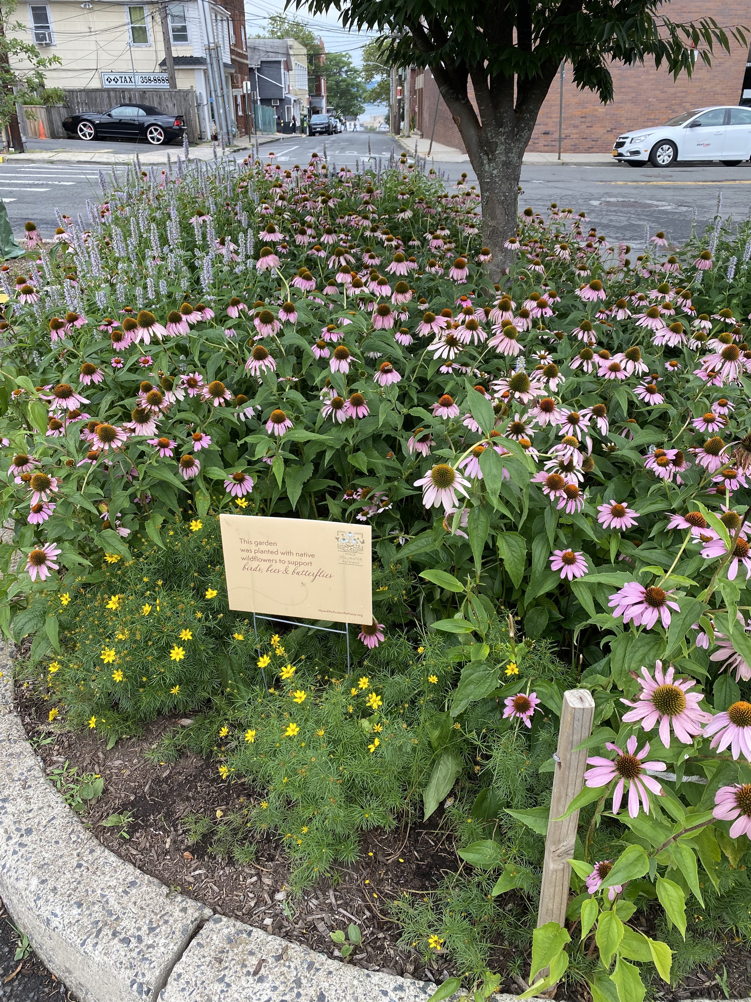 A flower bed on a sidewalk contains pink coneflowers and small yellow flowers, bordered by concrete blocks. A sign explains the garden supports native wildflowers for birds, bees, and butterflies.