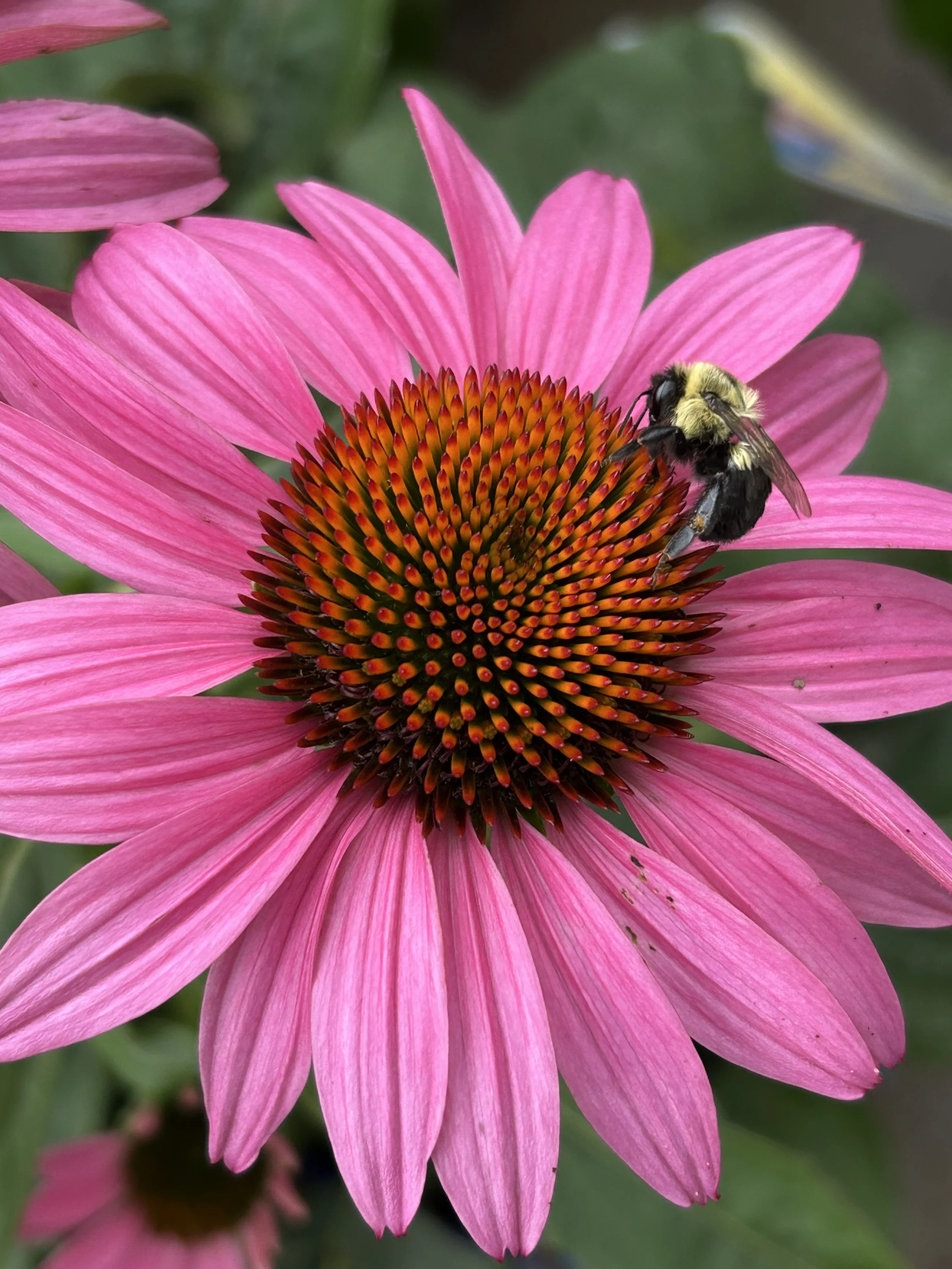 Close-up of a pink coneflower with a bee collecting nectar from the central cone.