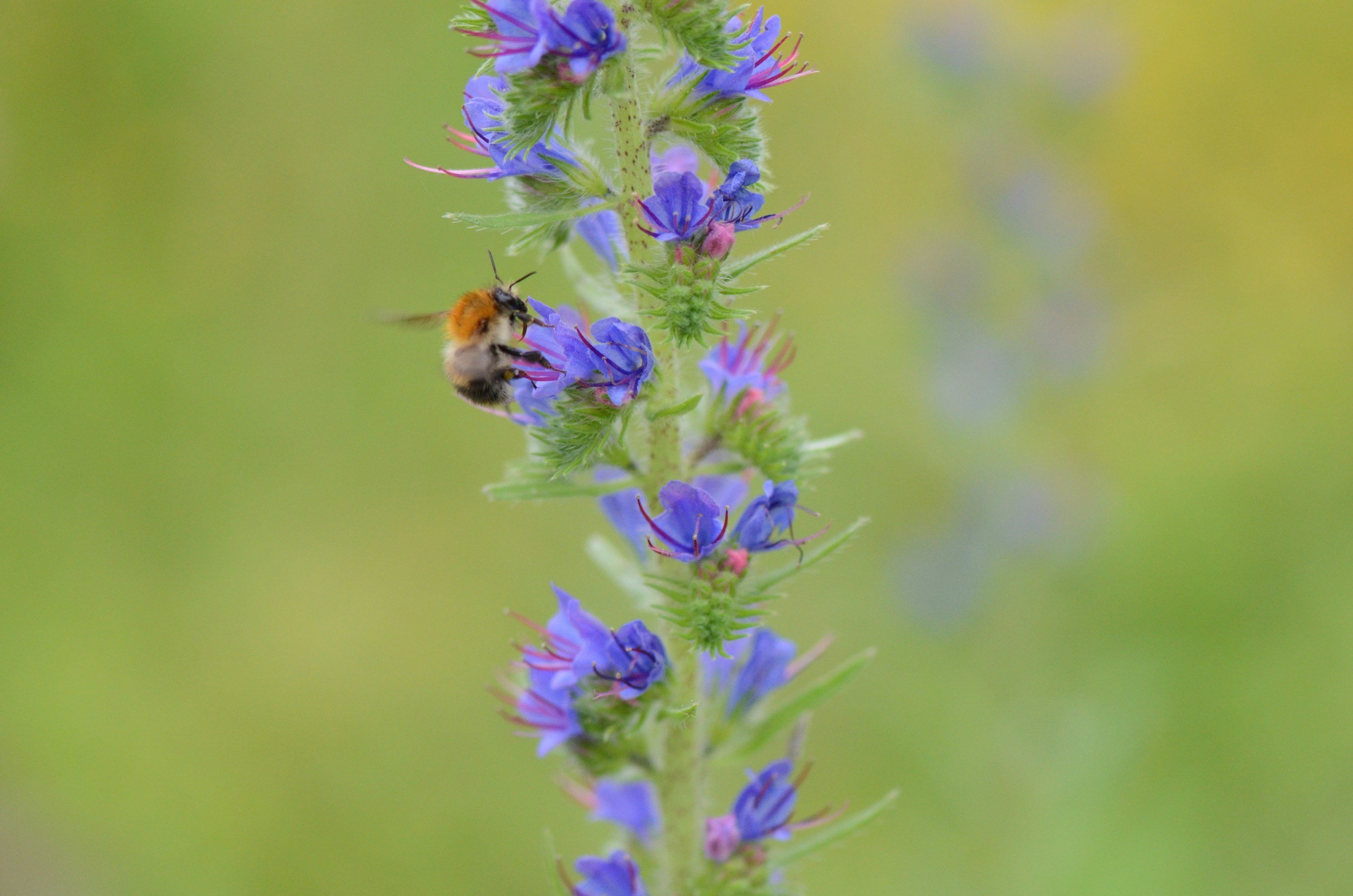 Close-up of a purple and blue flowering plant with a bee collecting nectar from one of the blossoms.