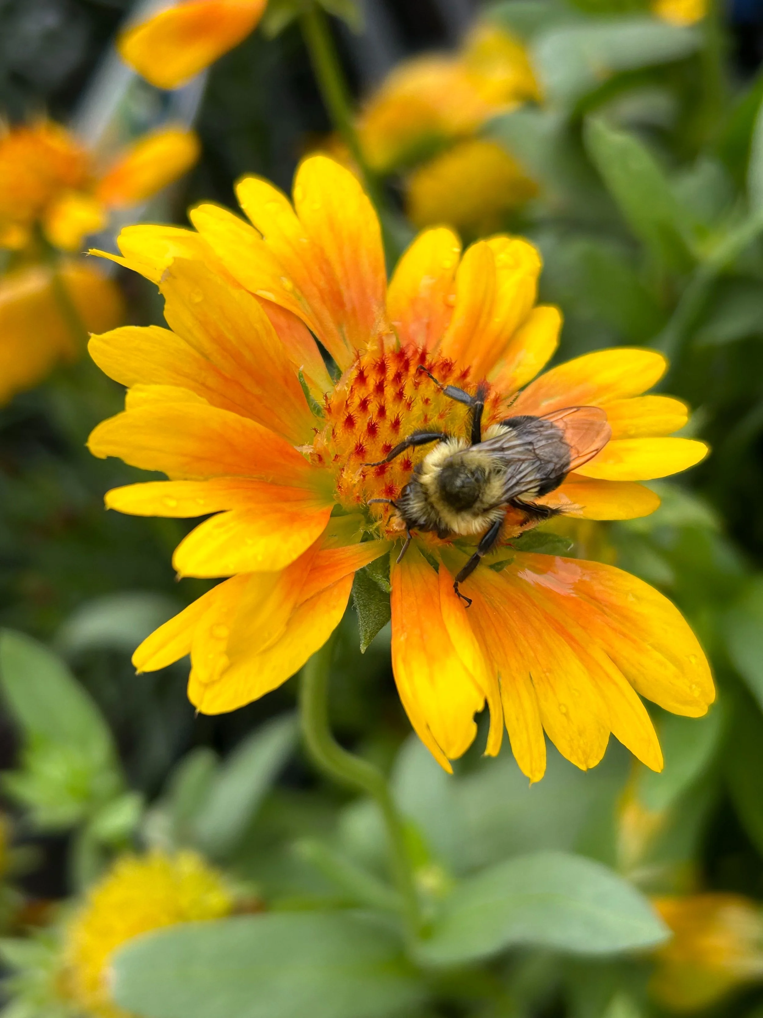 Close-up of a yellow-orange flower with a bee collecting nectar among its petals, surrounded by green foliage.