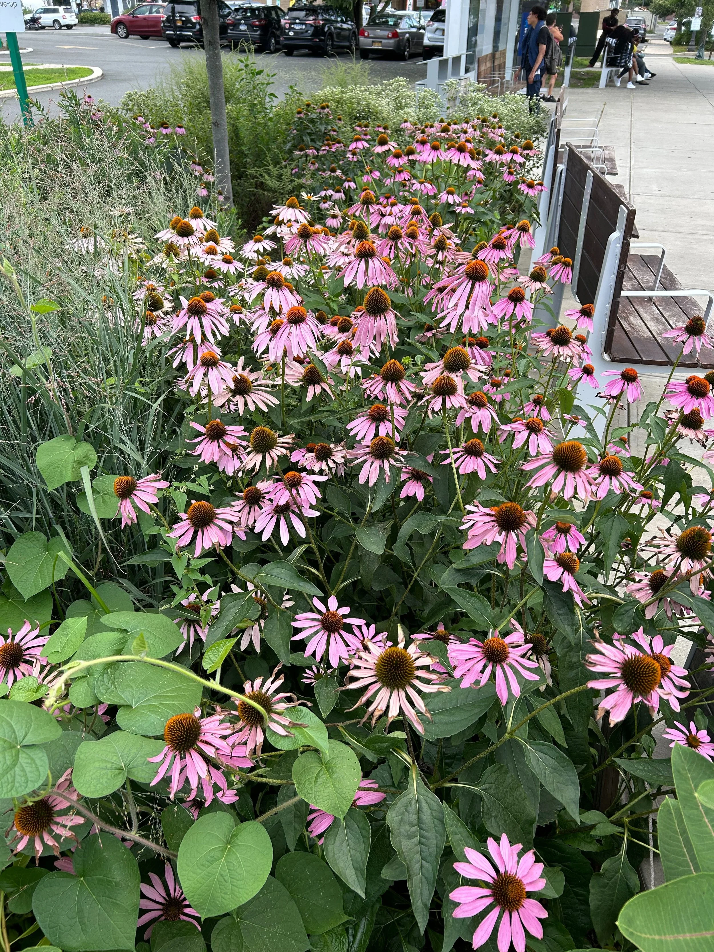 Bus Stop Garden Bed