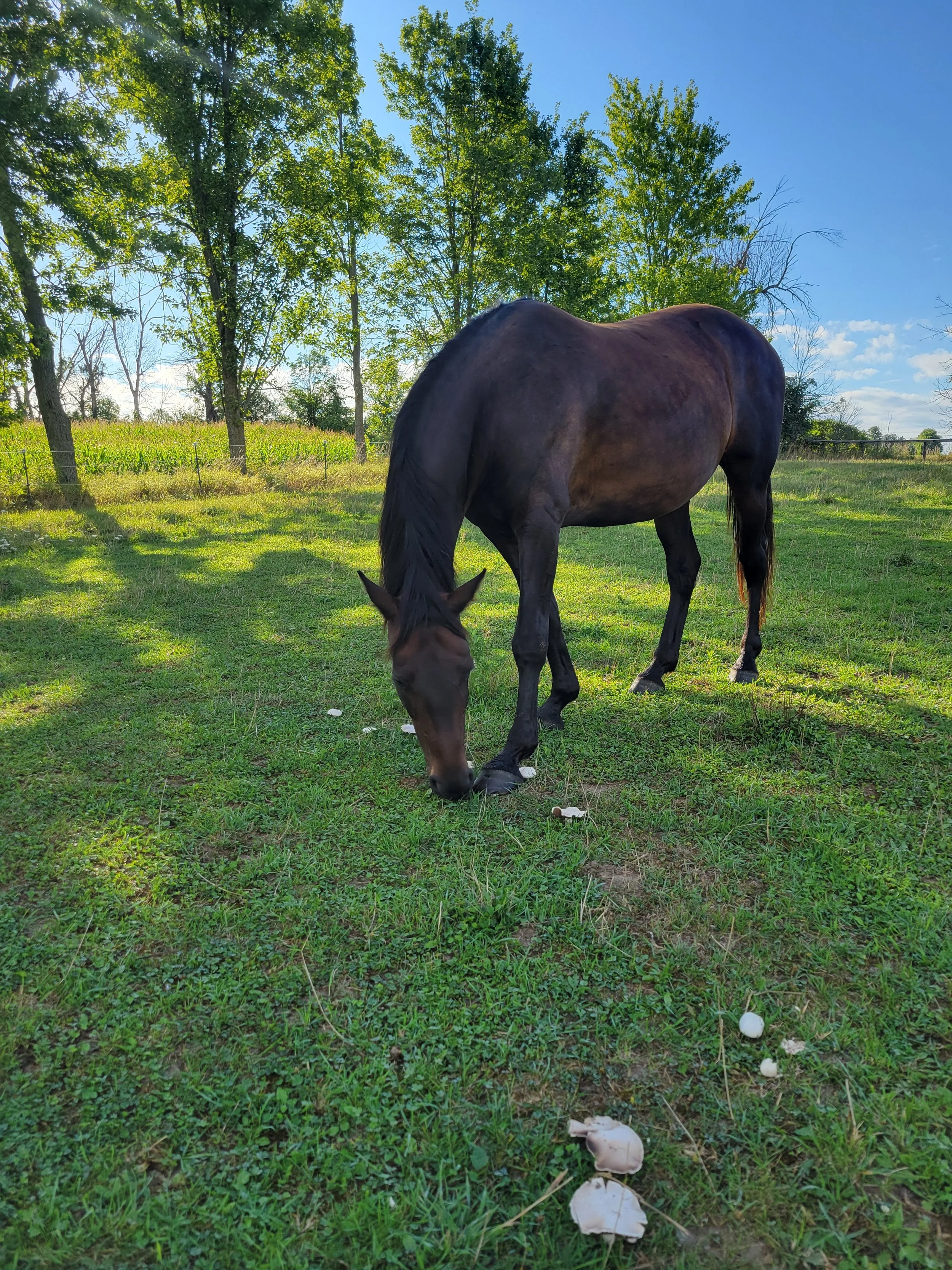 Client’s Q and A: Do Horses Remember Me? Do They Remember Our Sessions?