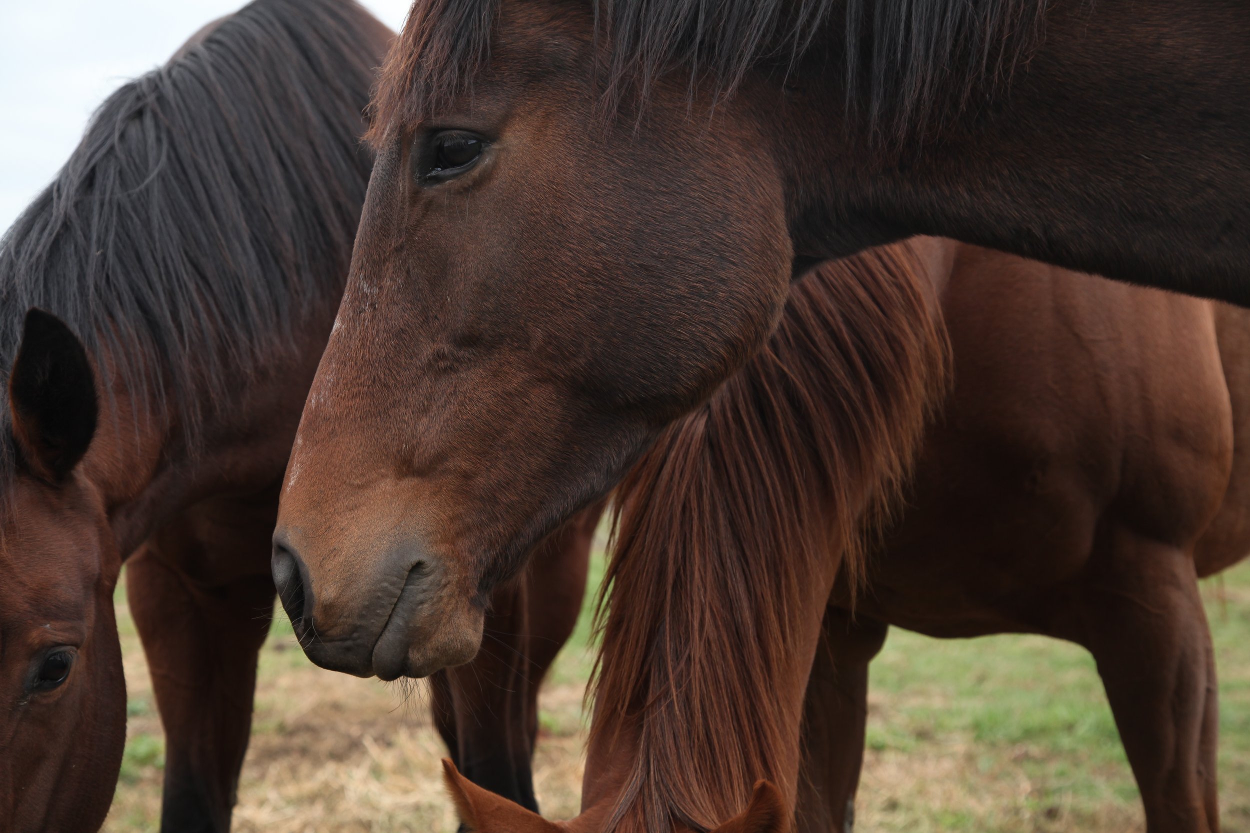 Horse Experiential Connection: A Powerful Path to High Performance