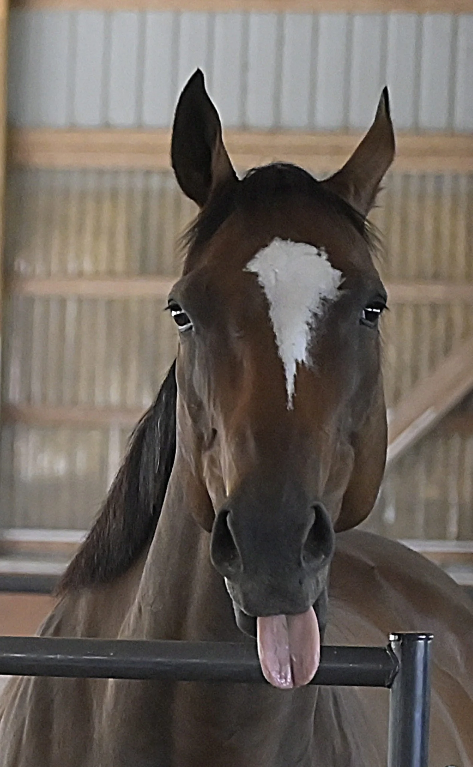 Human-ship: What the Horse Teaches Us About Ourselves