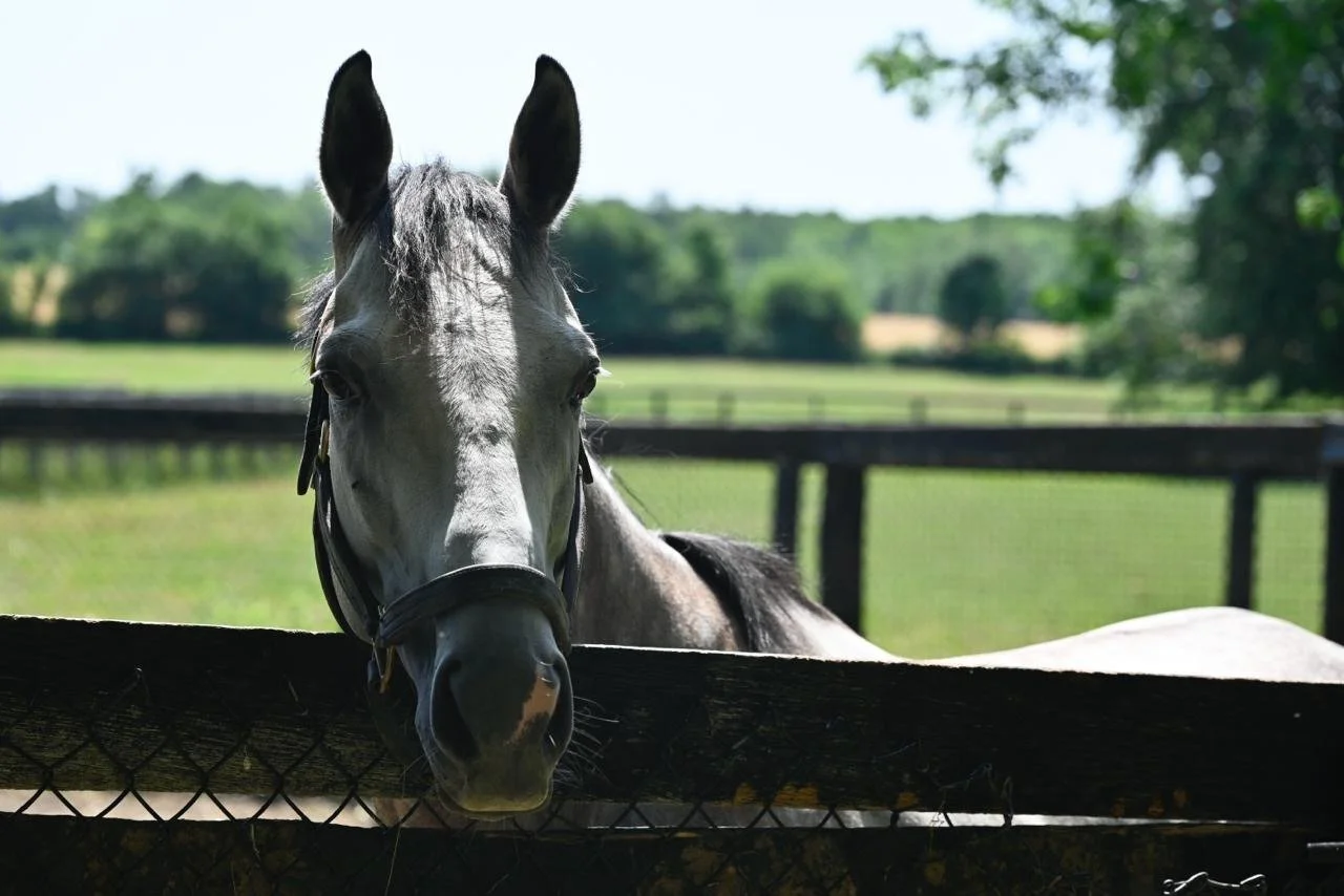 What Horses Teach Us About Dealing with Toxic People