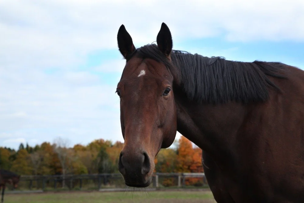 The Frequency of Presence: What Horses Teach Us About Living in the Now