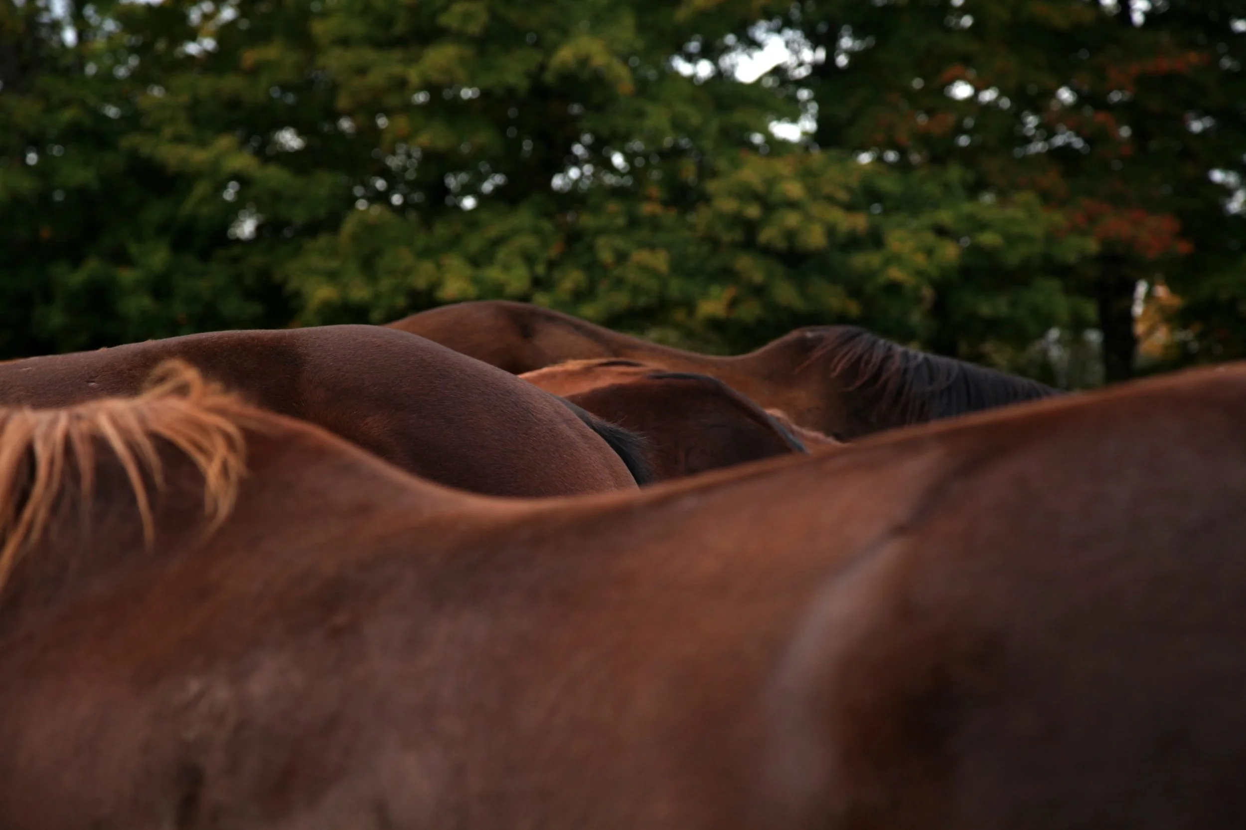 Tired of Overthinking and Going Nowhere? Change Your Vibration with the Power of Horses