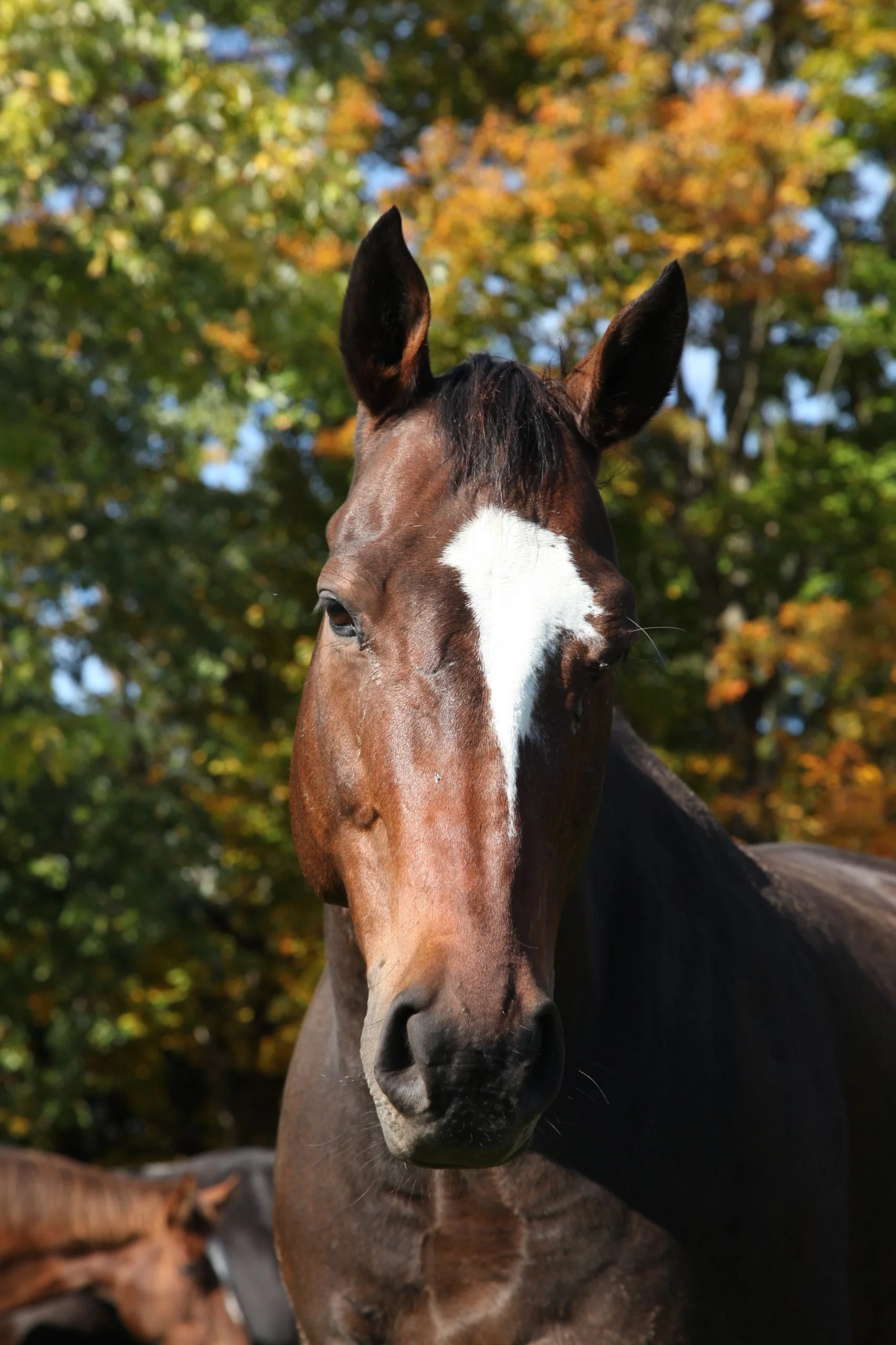 The Horse as Your Teacher: Why True Victory Isn’t Measured by Trophies