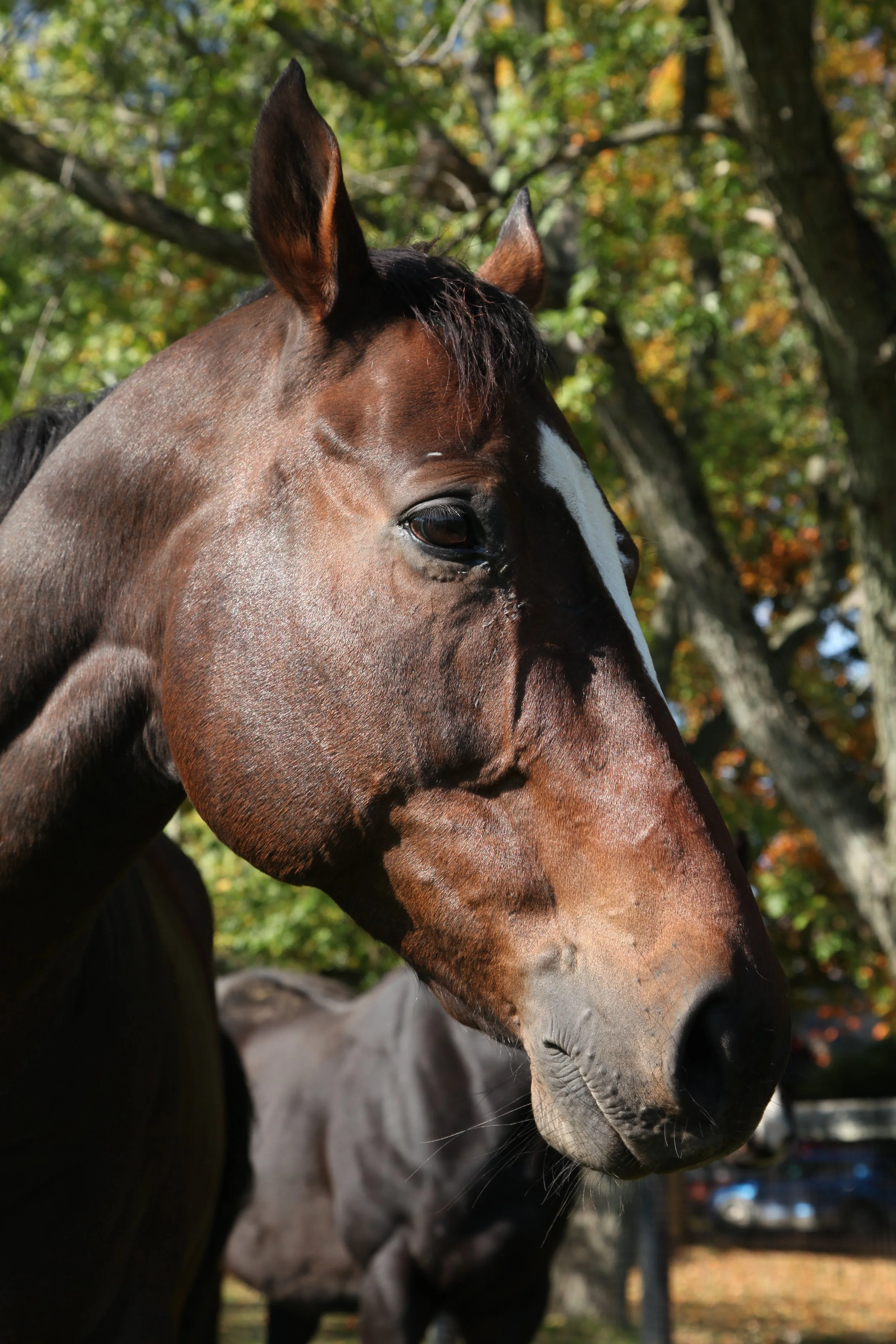 Why Sadness Can Appear After a Big Win — and How Horses Help High Performers Stay Balanced