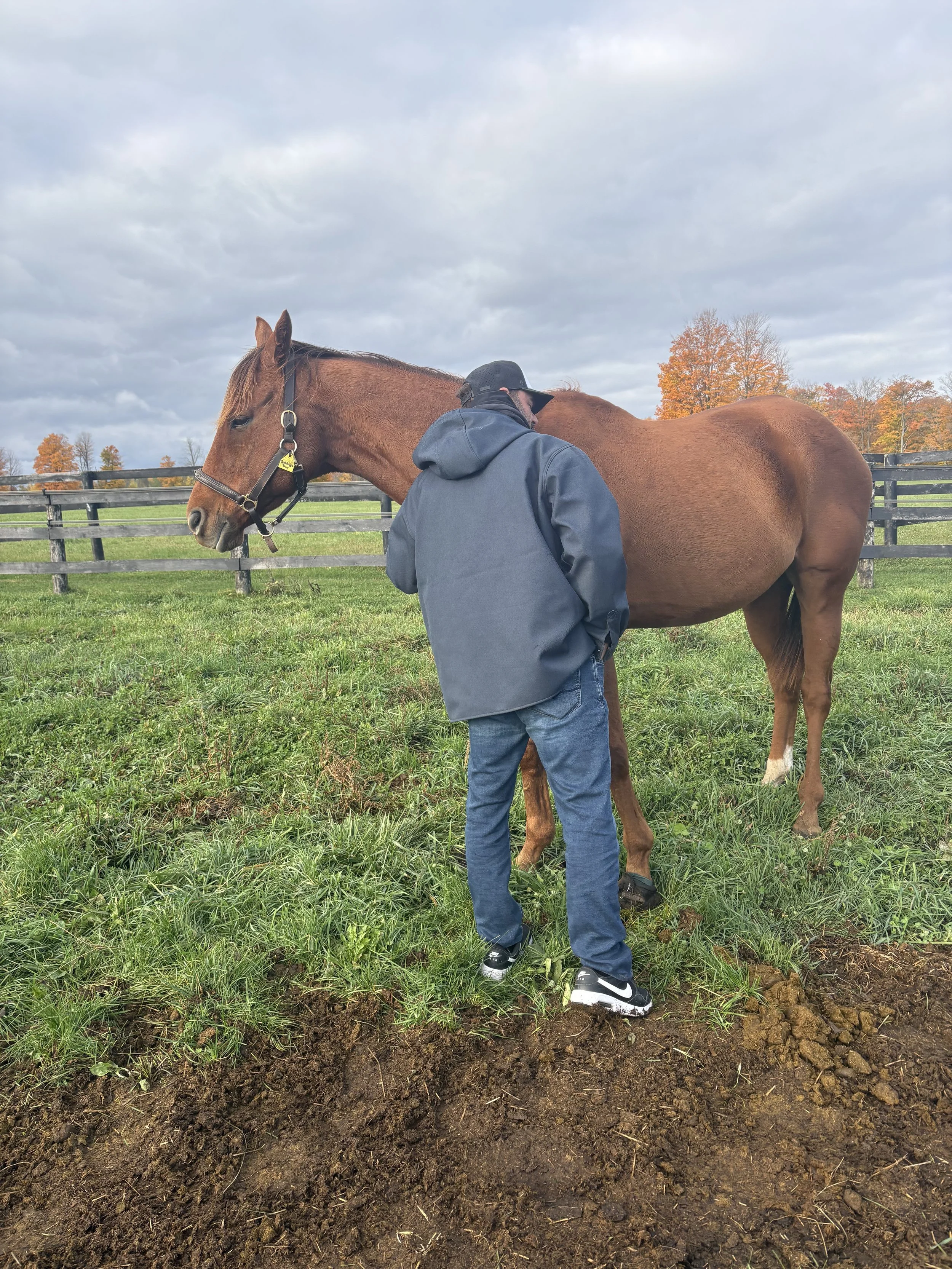 How Standing Beside a Horse Can Make You a Stronger Athlete