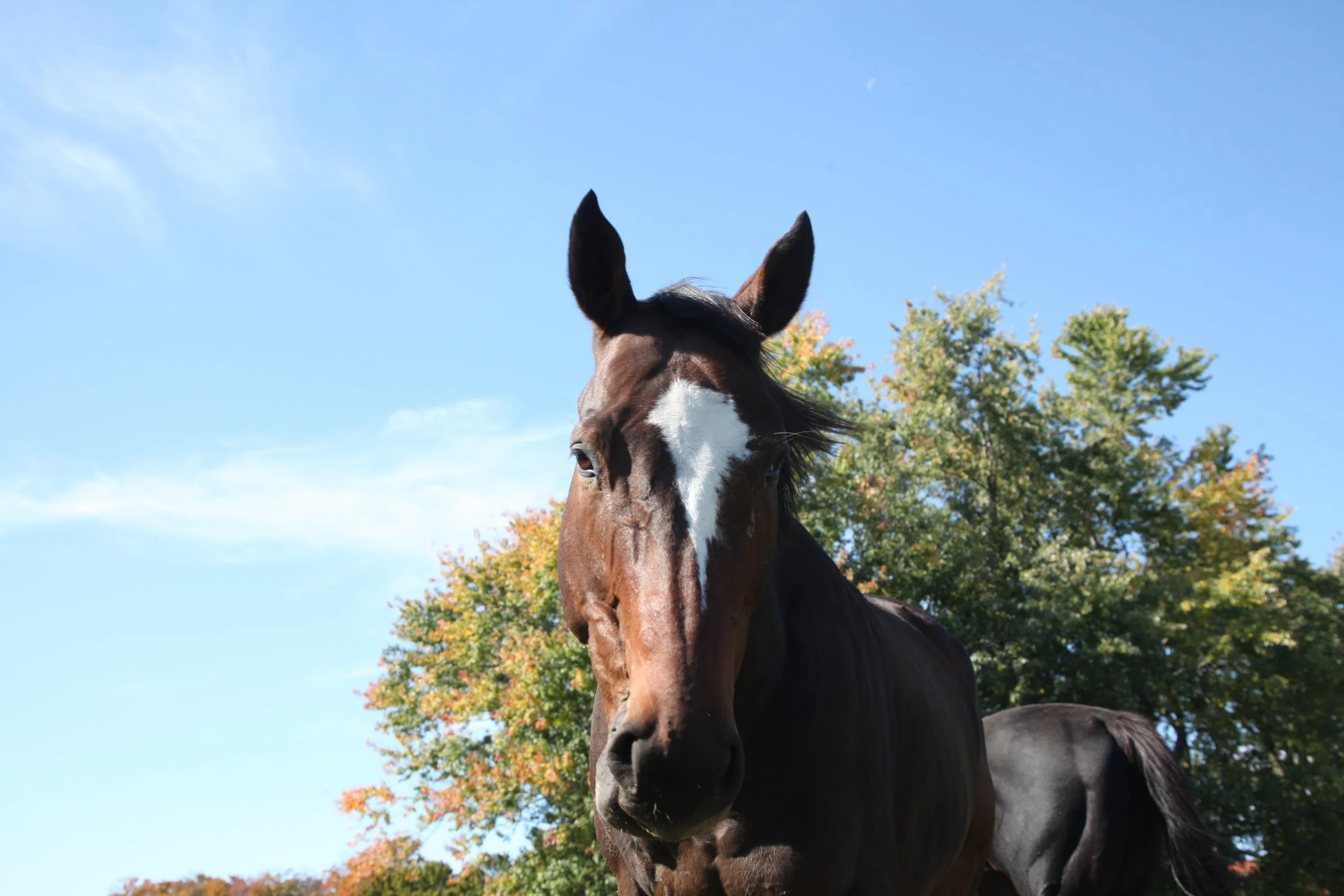 When a Horse Chooses to Partner with You: The Story of Safety and the EEC Program