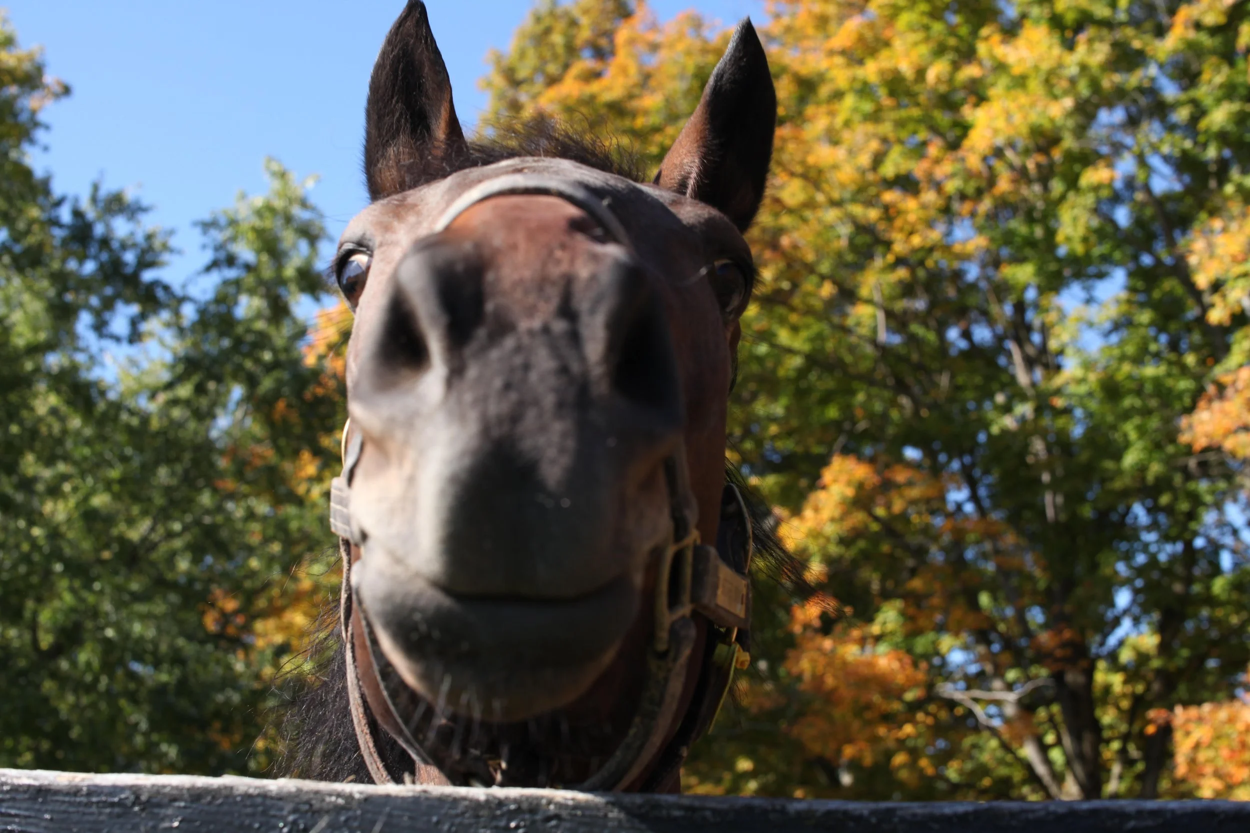 Horses Help Us Produce Oxytocin: Building Trust and Emotional Connection