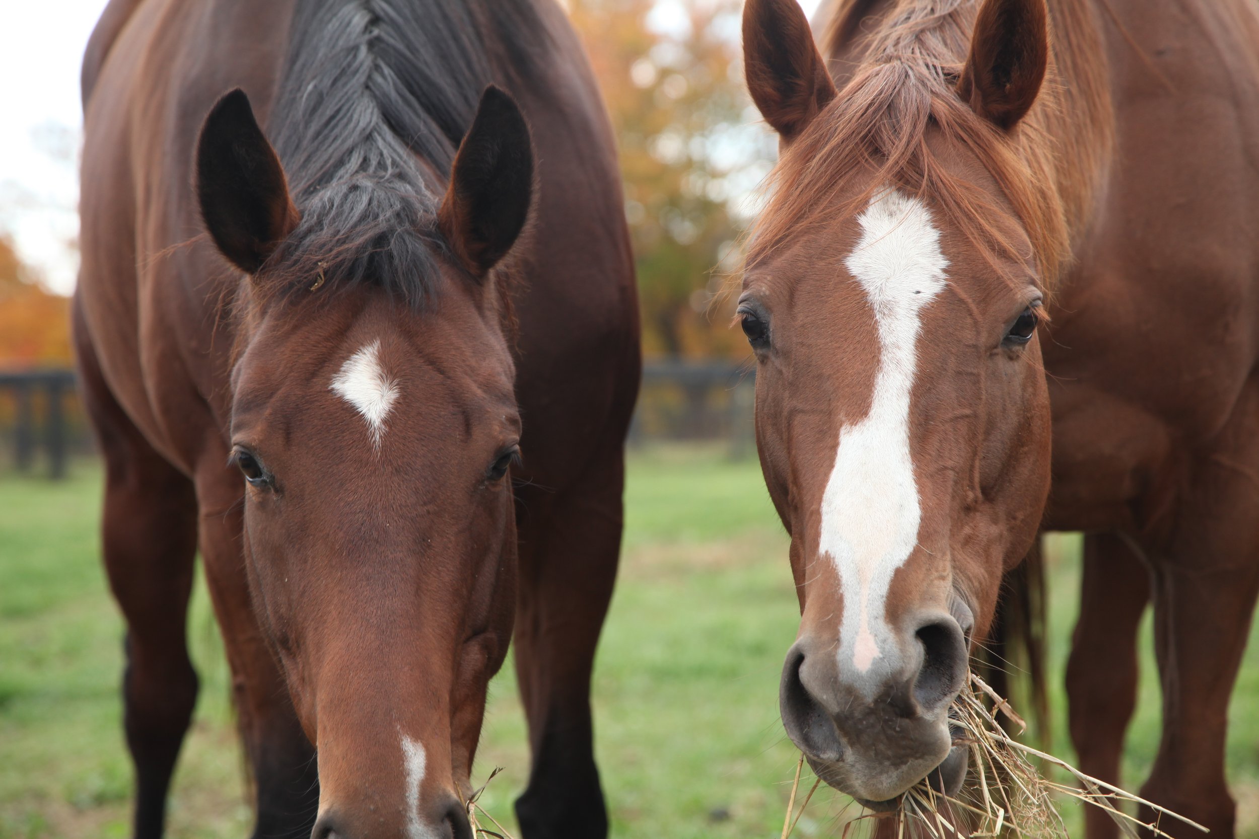 Equine Connection: Supporting Children with Autism, Down Syndrome, and Neurodivergence