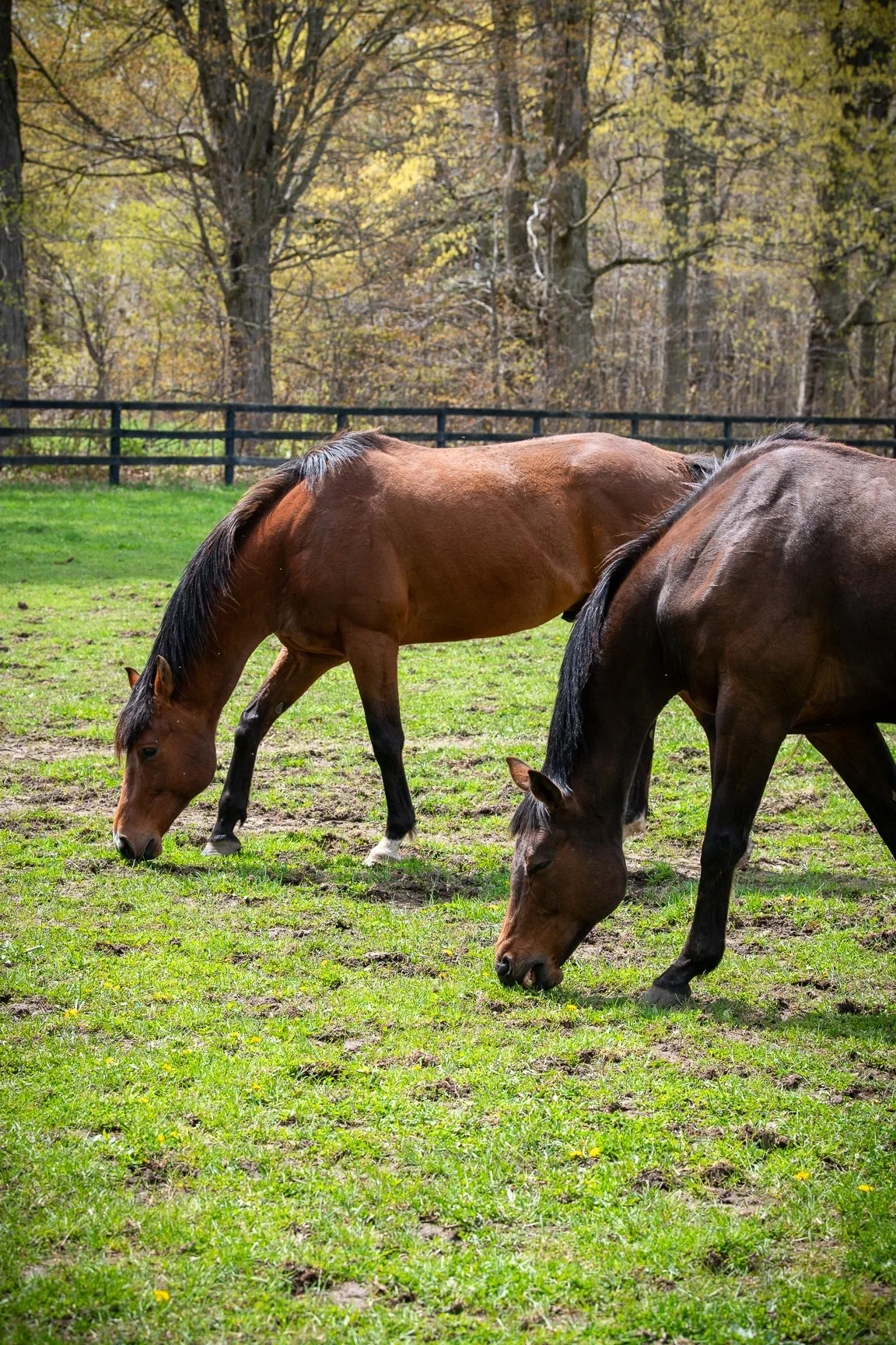 The Calm Within: What Horses Have Taught Me About Winning in Life