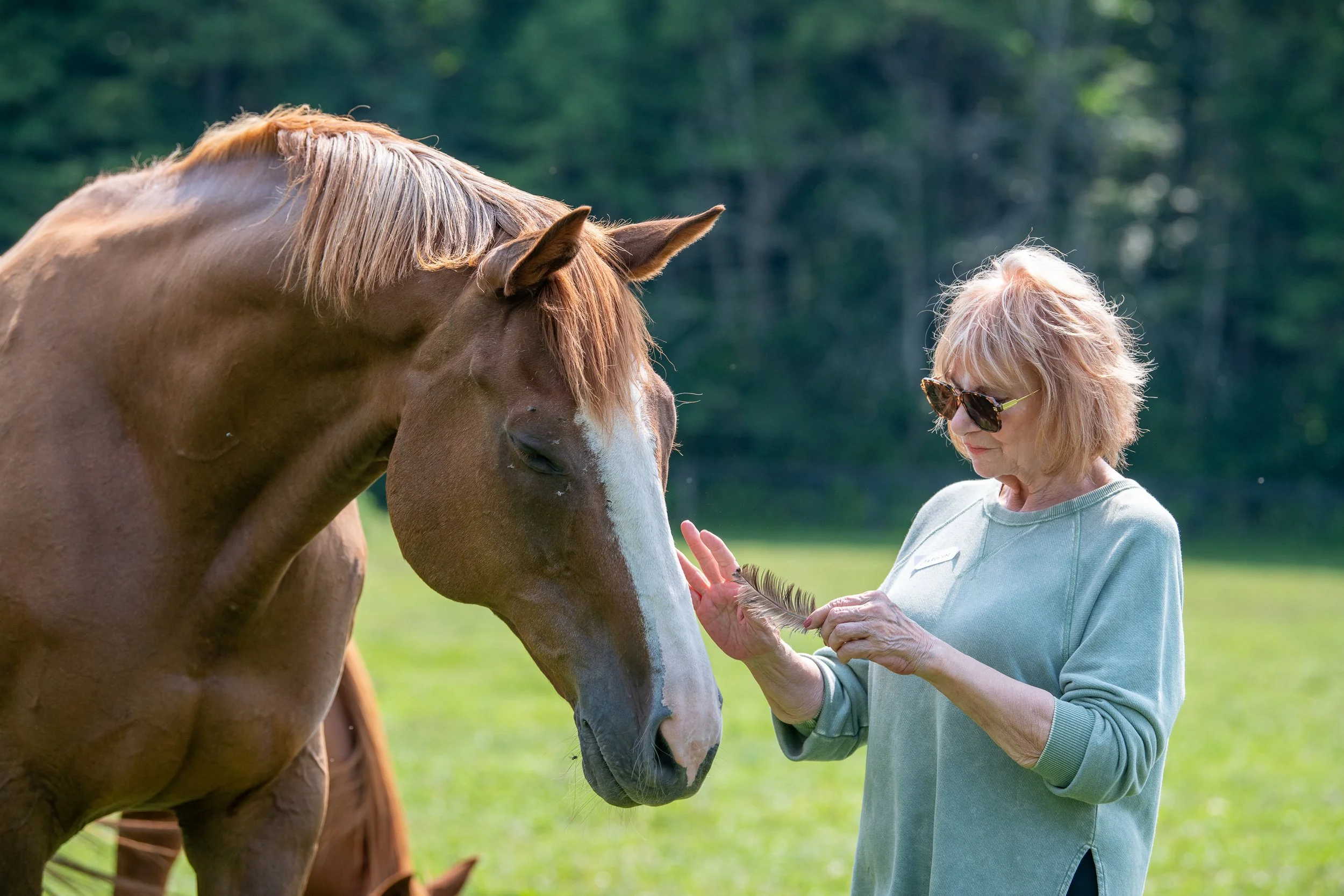 Listening to Horses: Carolyn’s Experience of an EEC Workshop