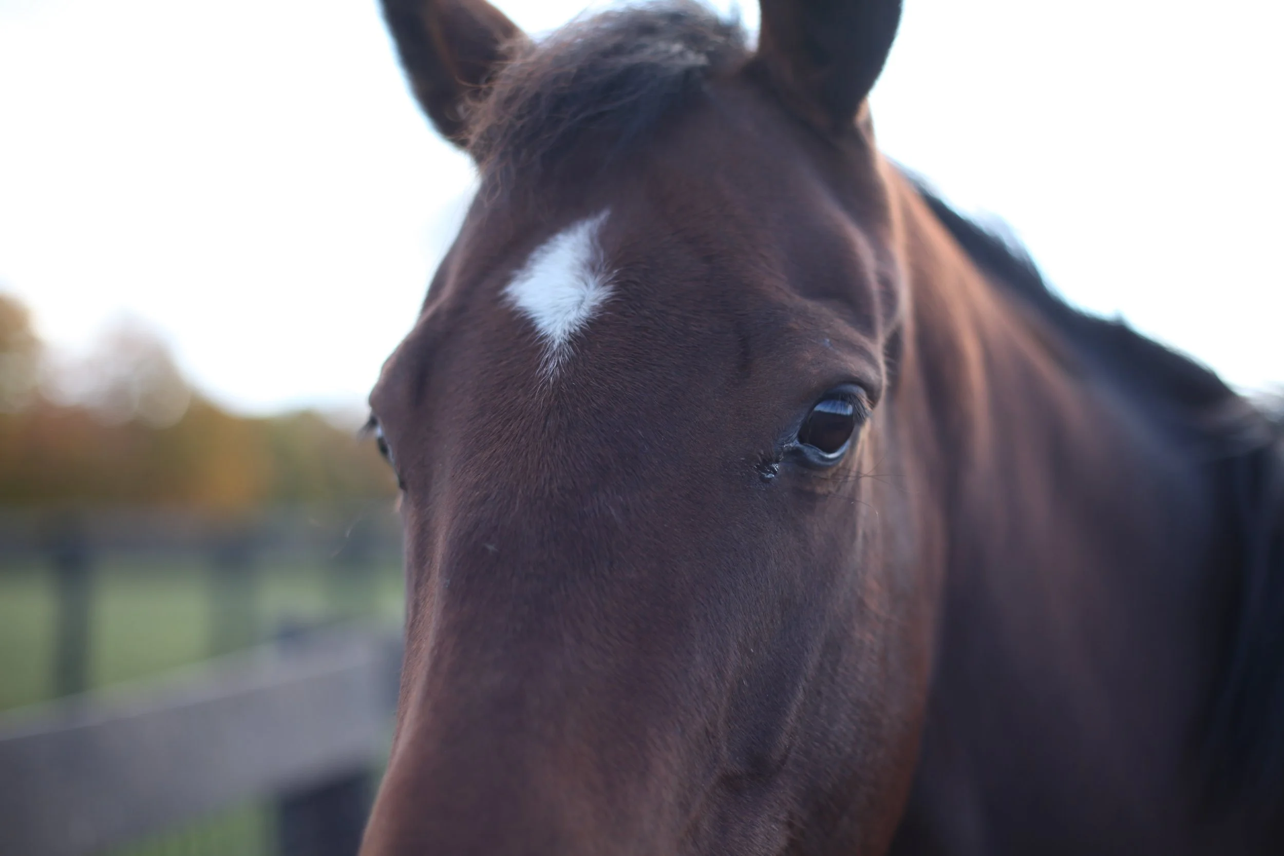 Healing Without Words: What Horses Teach Us About Addiction Recovery