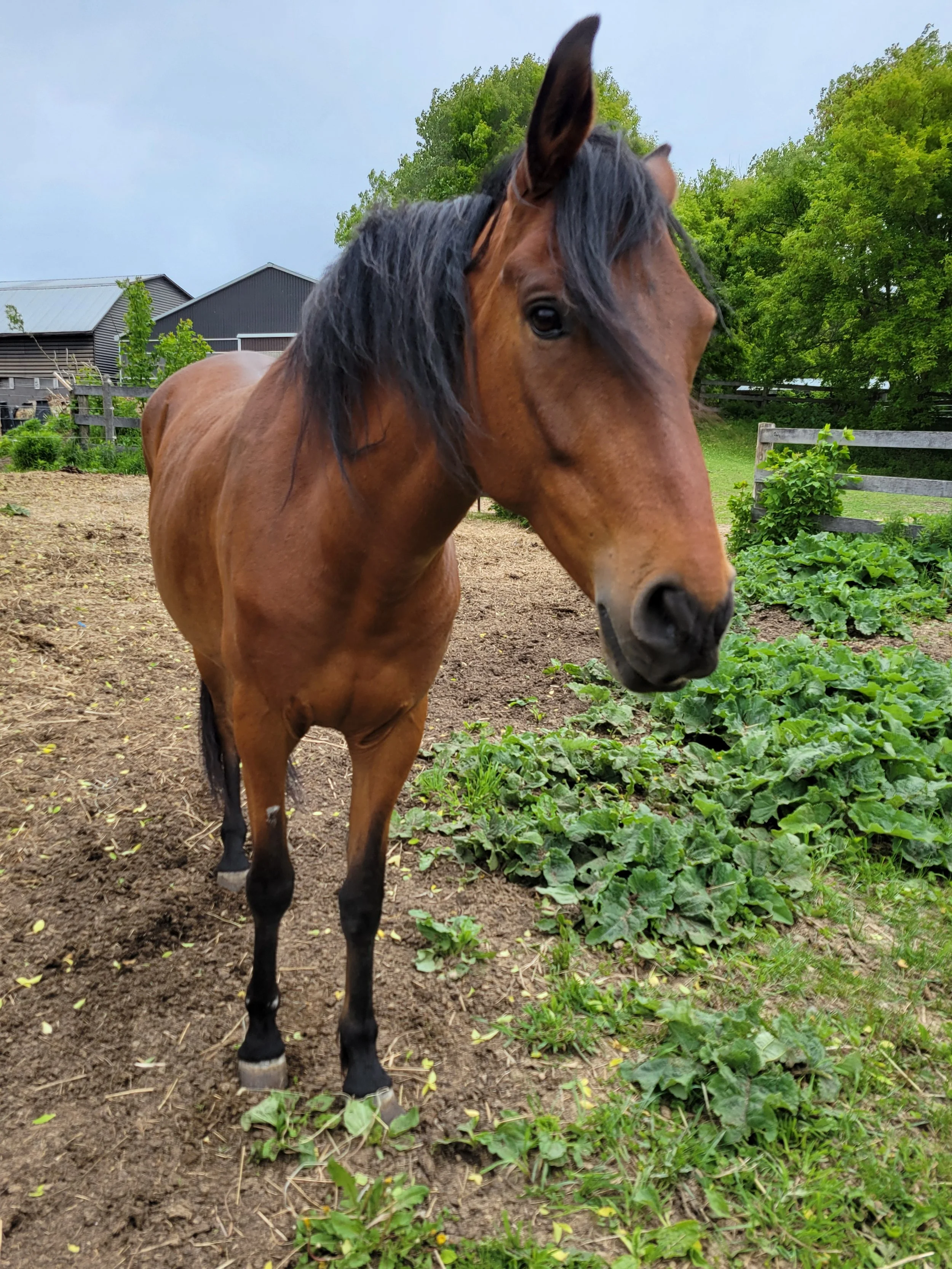 At the Edge: How Horses Help Us Step Beyond Comfort and Into Change