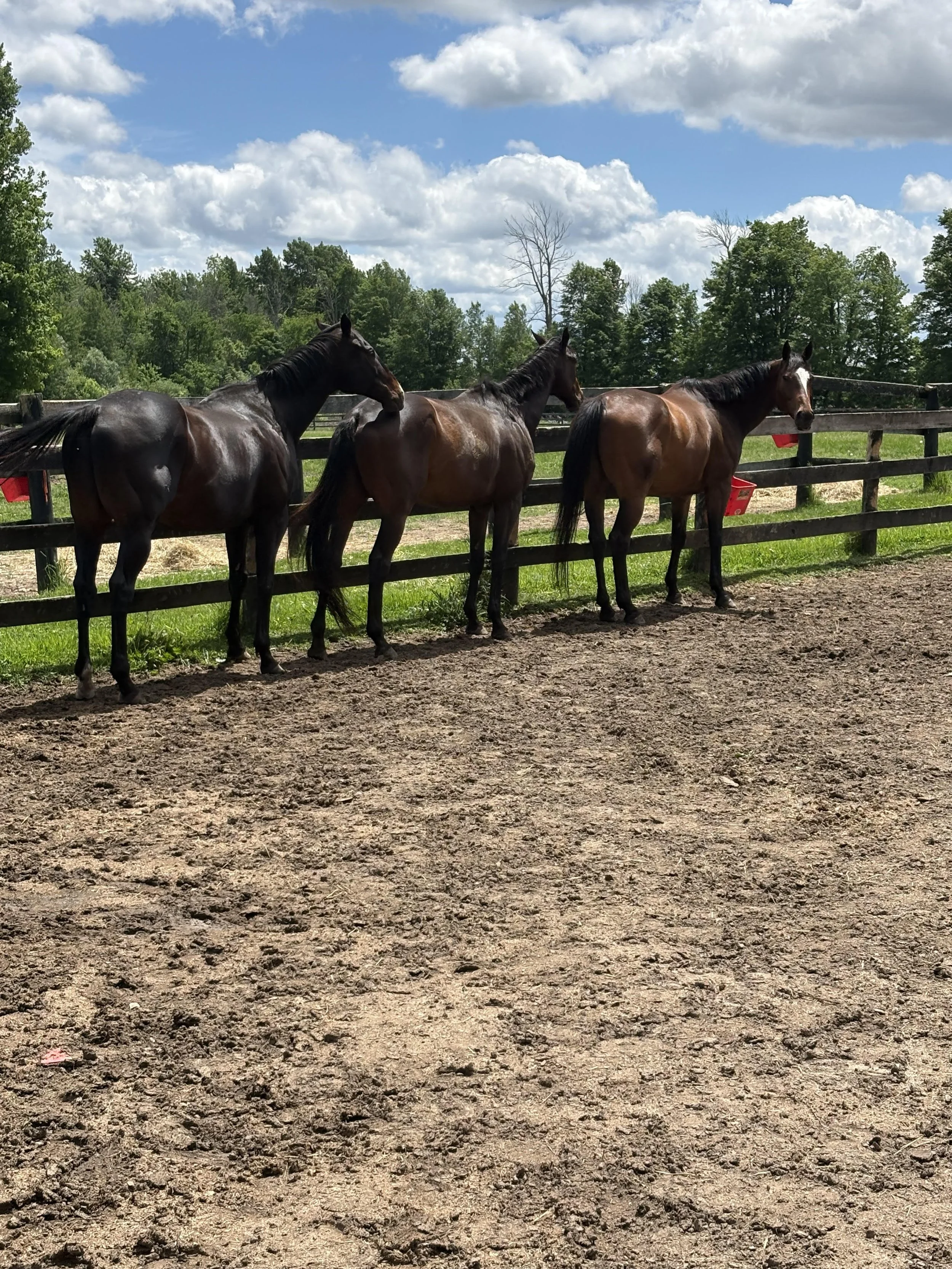 The Conversations We Avoid and the Lessons Horses Teach Us